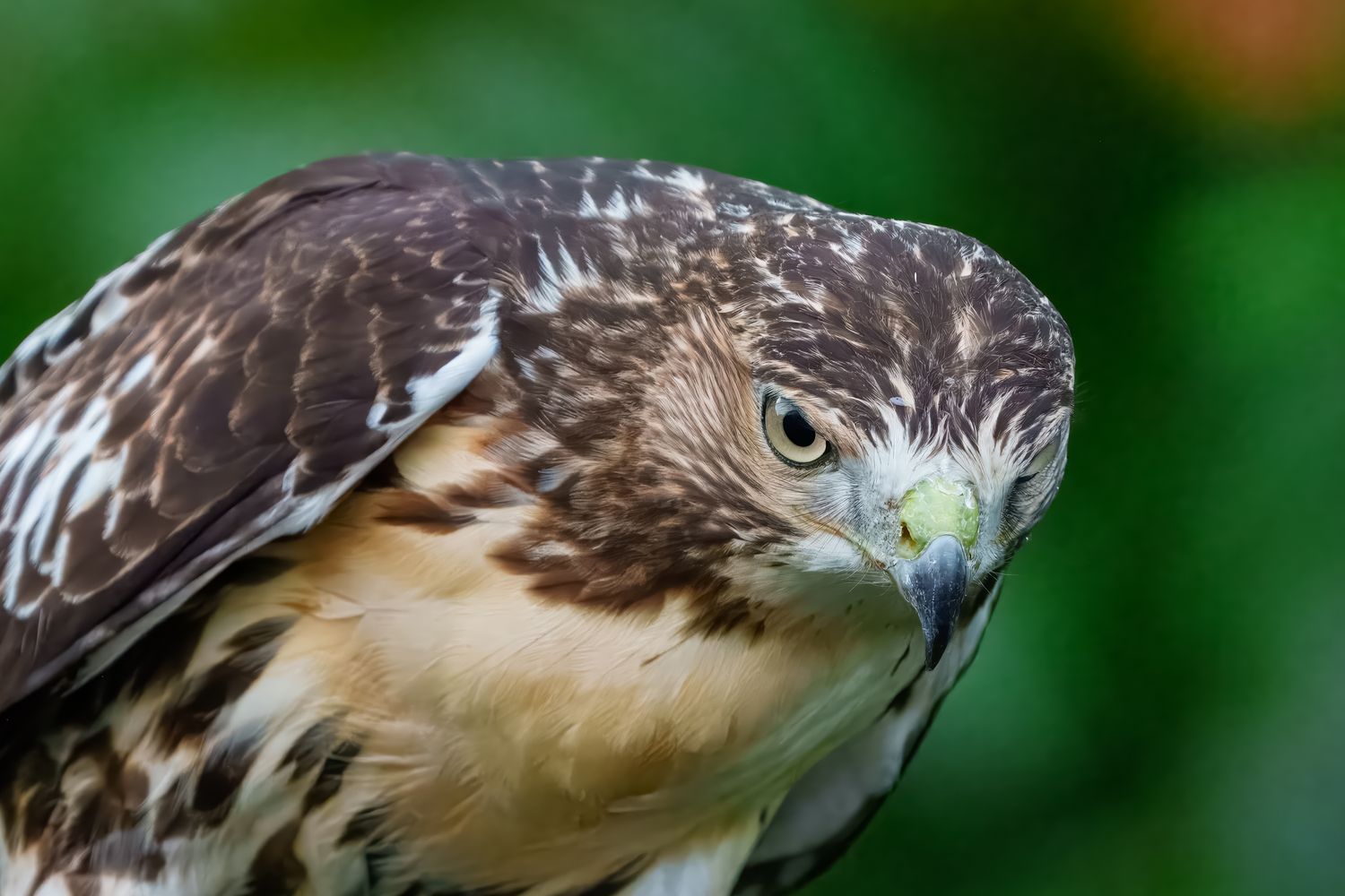 Close-up profile shots of a red-tailed hawk showing detailed feather patterns and piercing eyes.