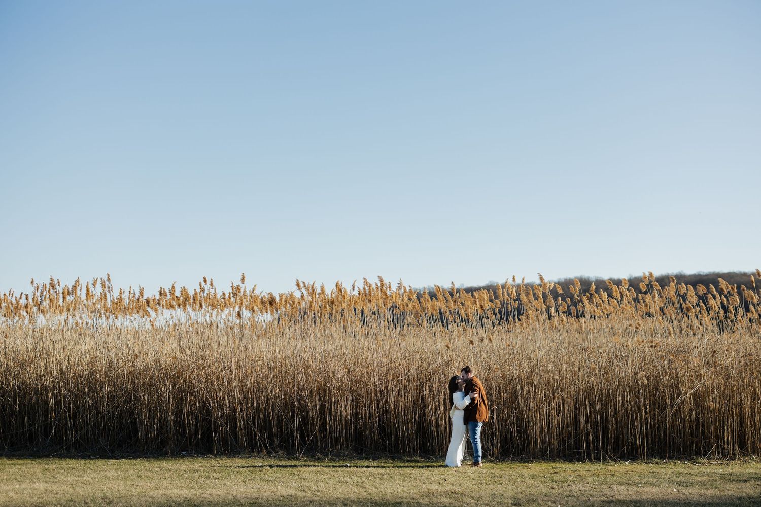 Tall golden reeds and cattails sway in a natural wetland marsh against a bright blue sky.