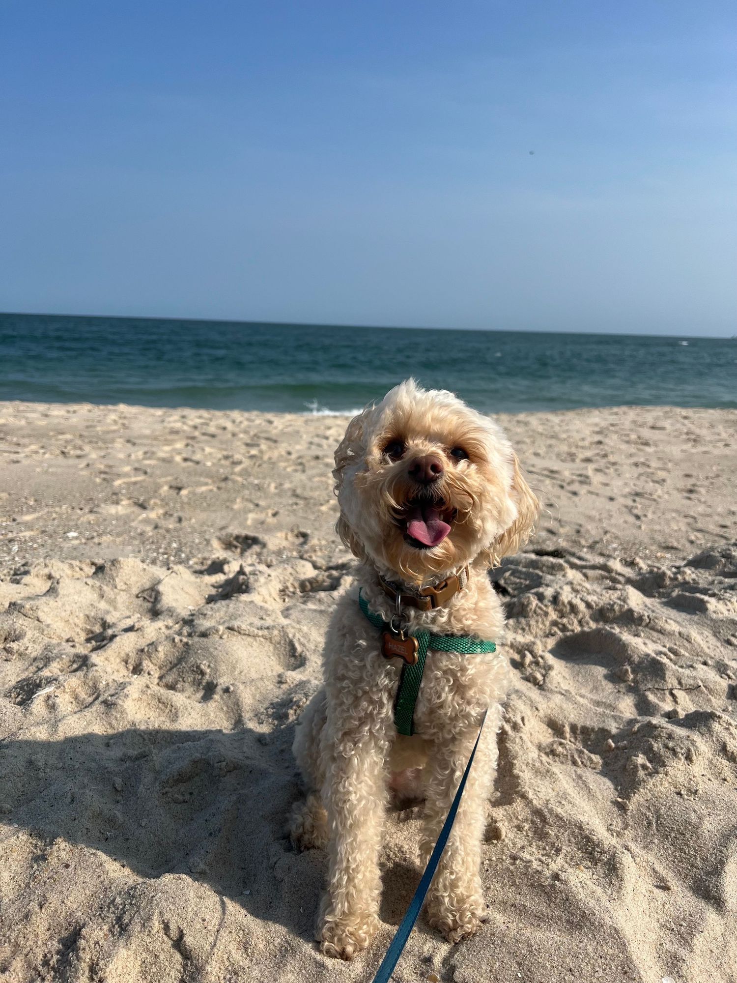 A happy goldendoodle dog sits on a sandy beach with the ocean in the background.