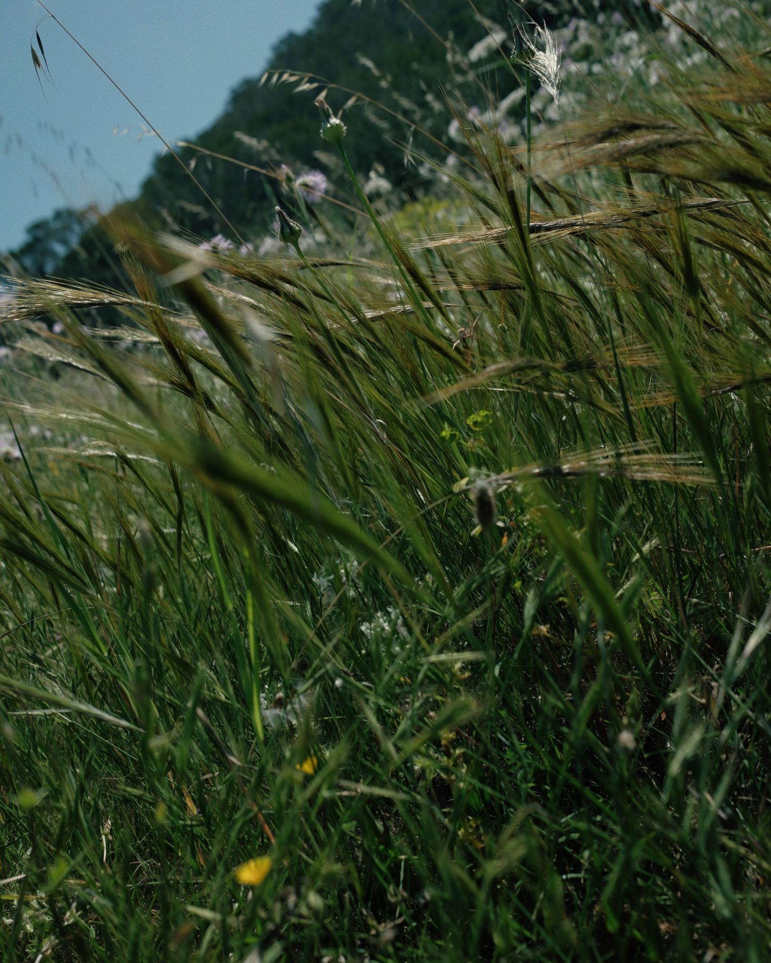 Tall green grasses and wildflowers sway in the breeze against a blurred natural background.
