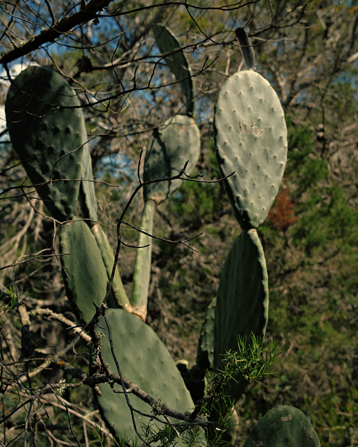 Large prickly pear cactus pads with thorns growing against a blurred forest background on a sunny day.