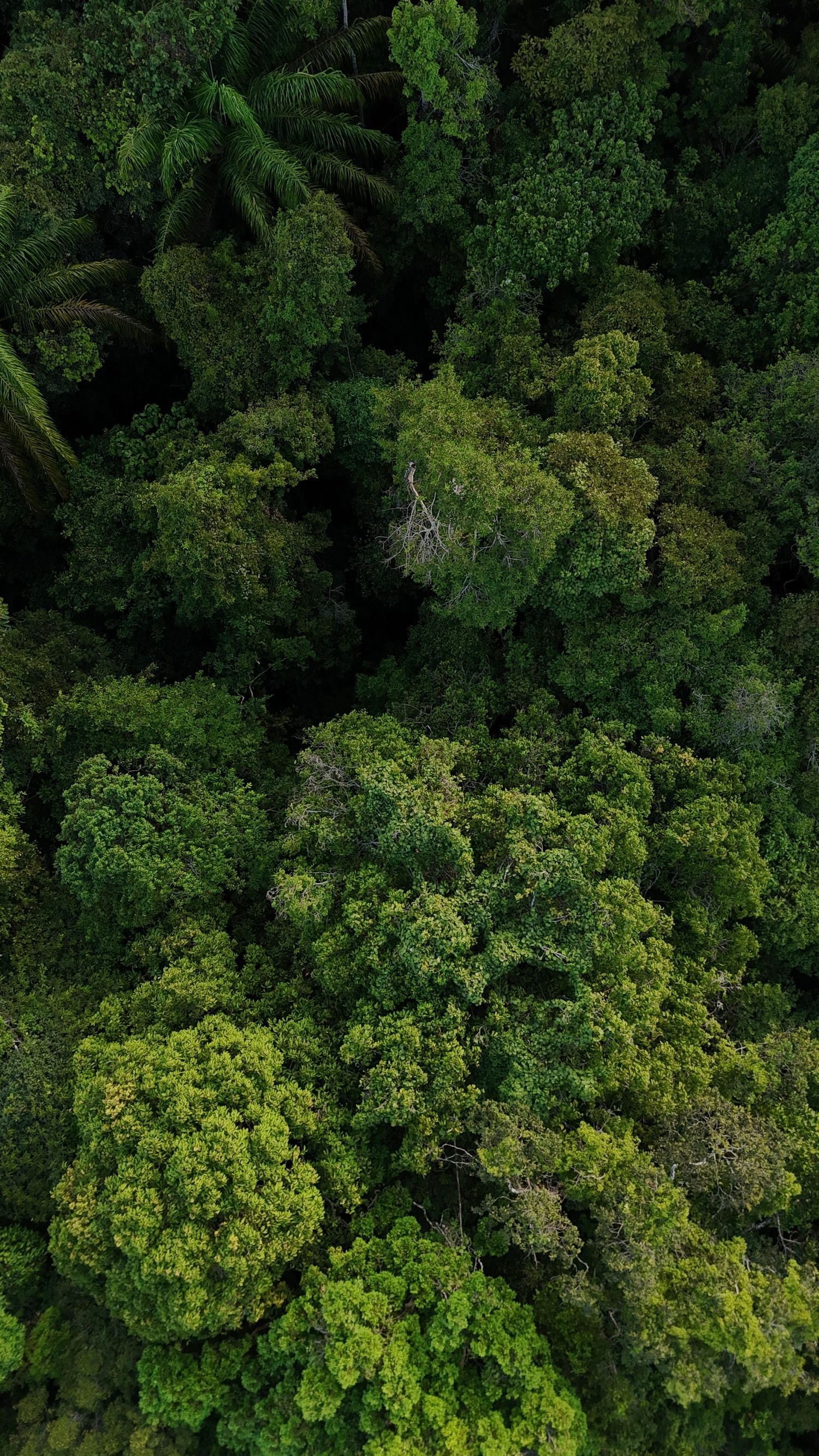 Aerial view of lush green forest canopy showing dense tropical treetops from above.