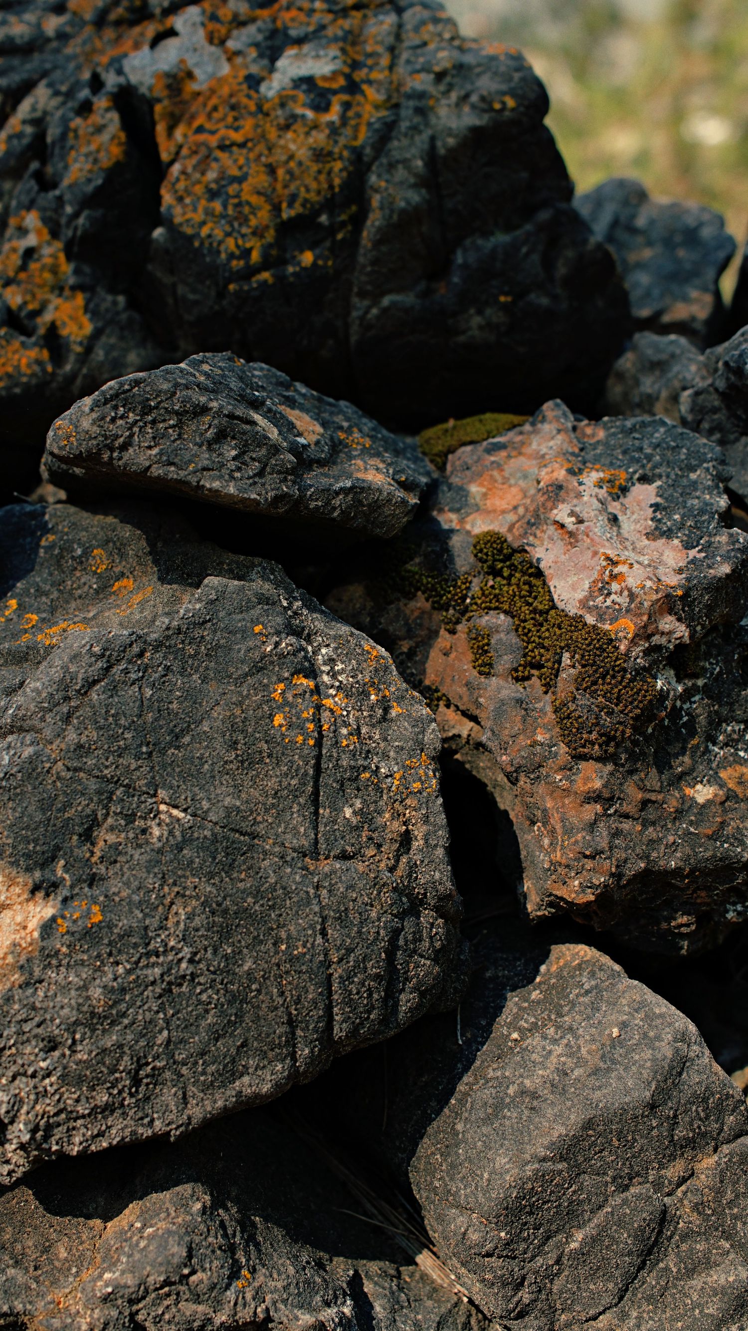 Dark volcanic rocks covered in orange and brown lichen formations create a textured natural pattern in sunlight.