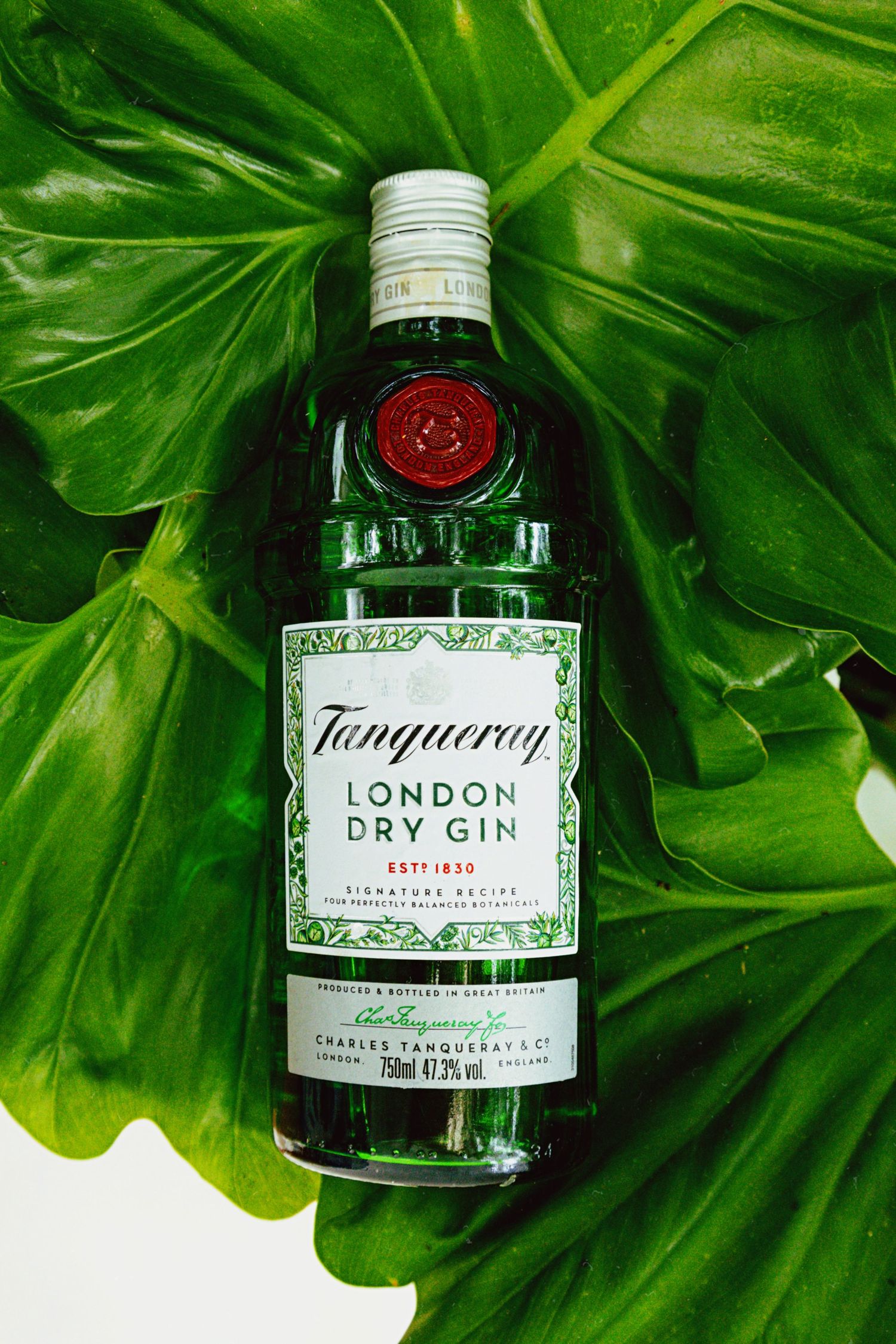 Bottle of Tanqueray London Dry Gin displayed on large green monstera leaf.