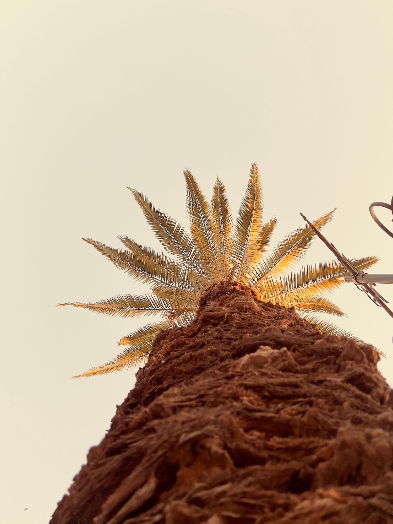 Close-up view of brown feathery palm fronds against a light backdrop, photographed from below looking upward.