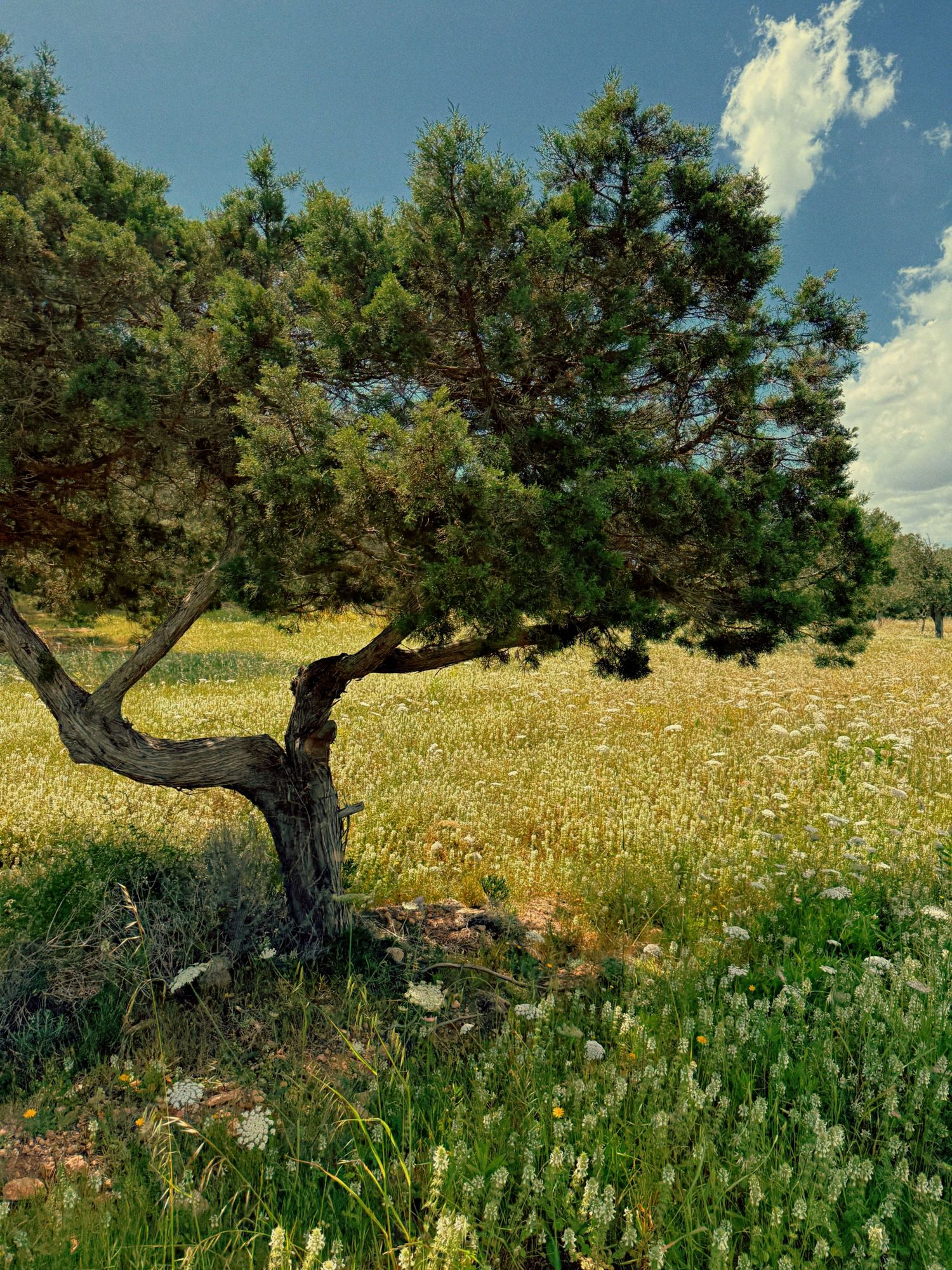 A twisted pine tree stands alone in a sunny meadow filled with yellow wildflowers against a blue summer sky.