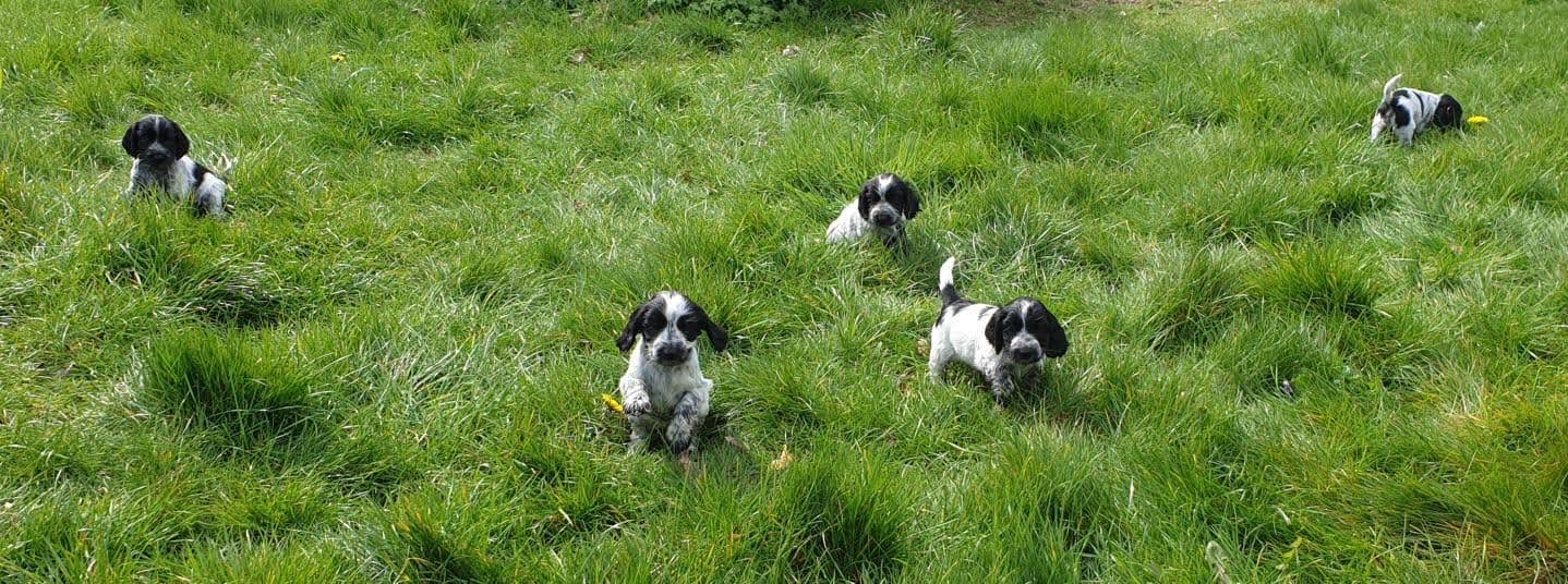 Lots of black and white puppys playing in the long grass
