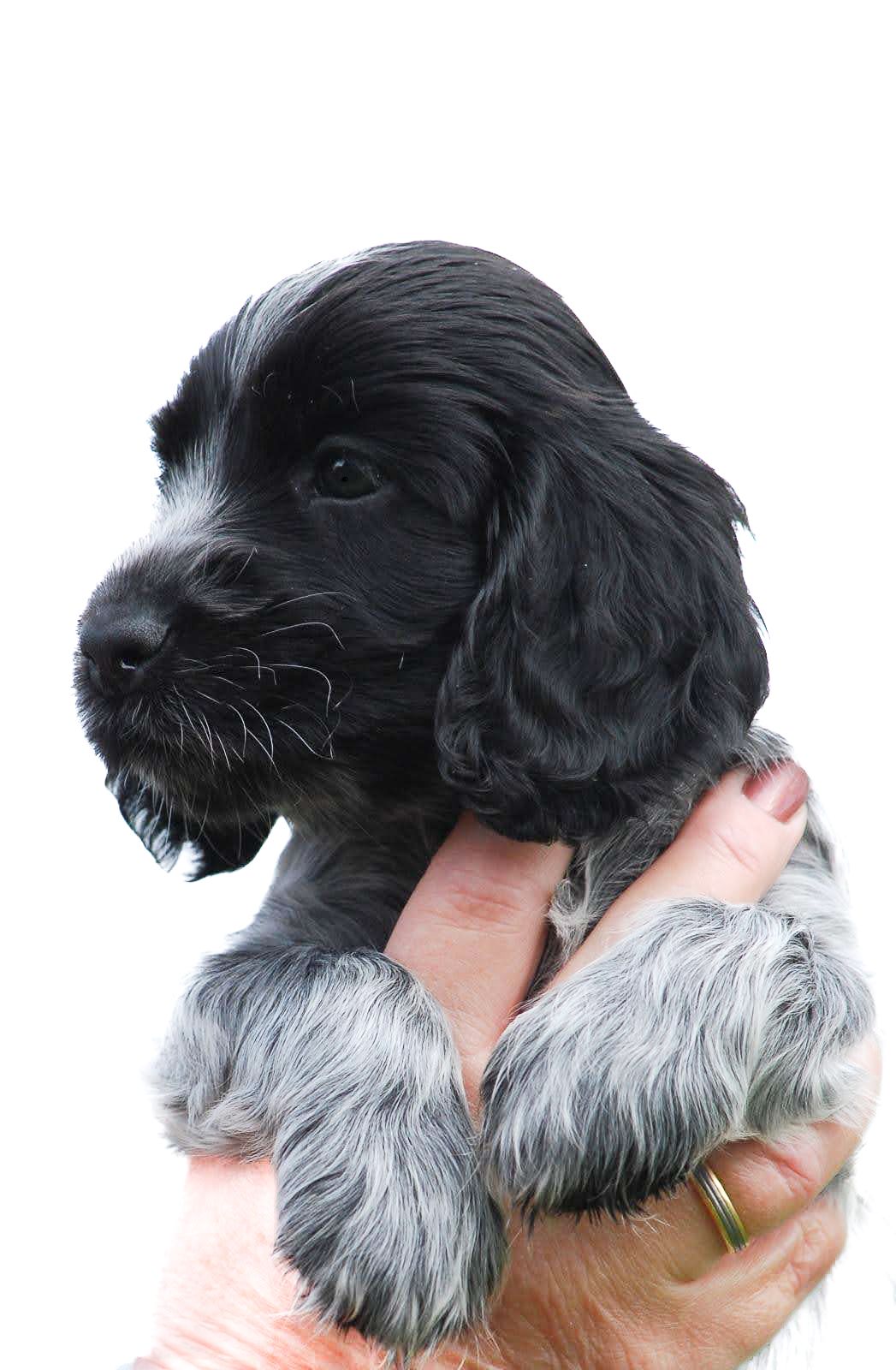 A woman holding a small black and white puppy