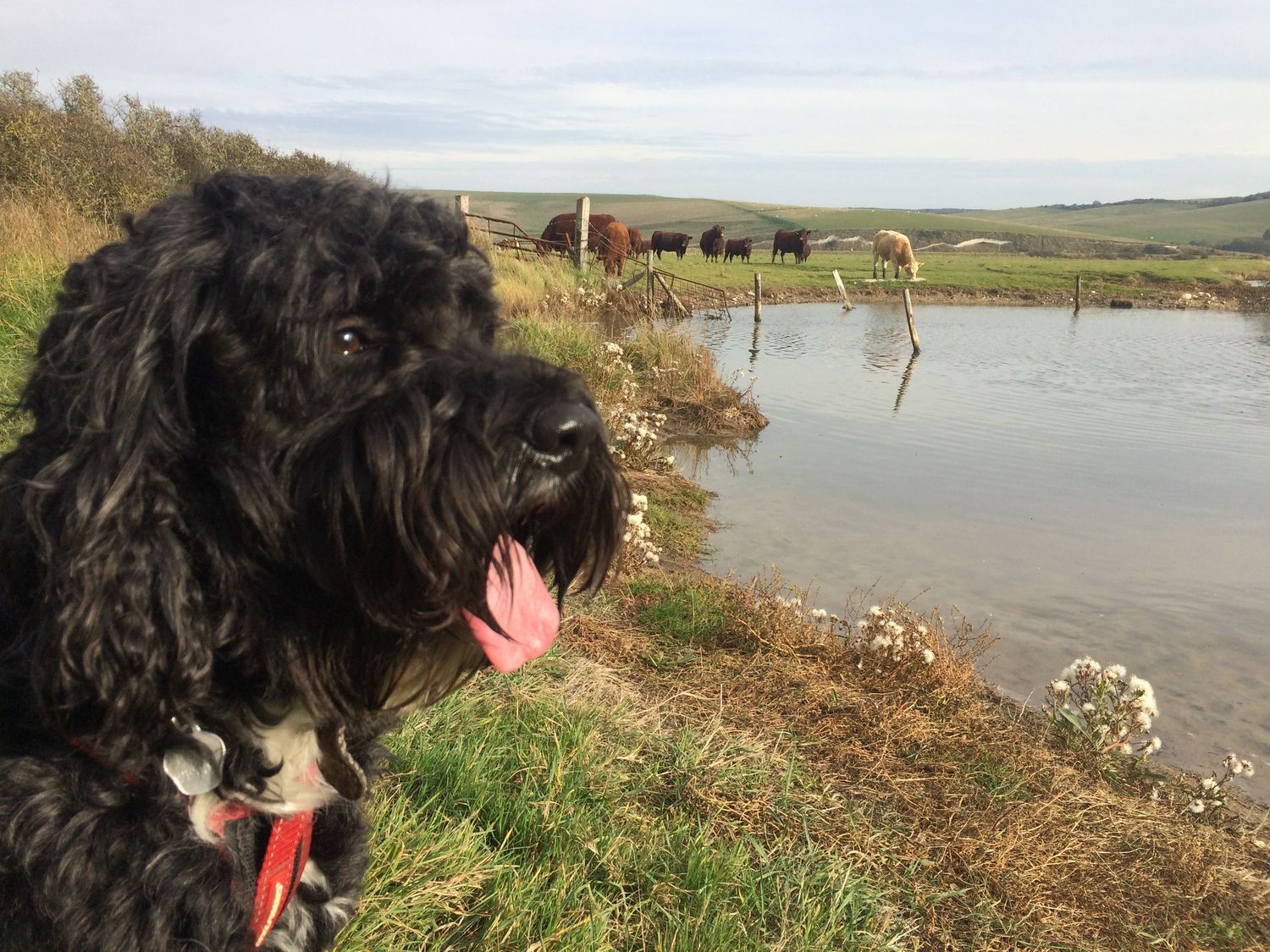 Black dog with his tongue out looking out over the lake with a field full of cows in the background.