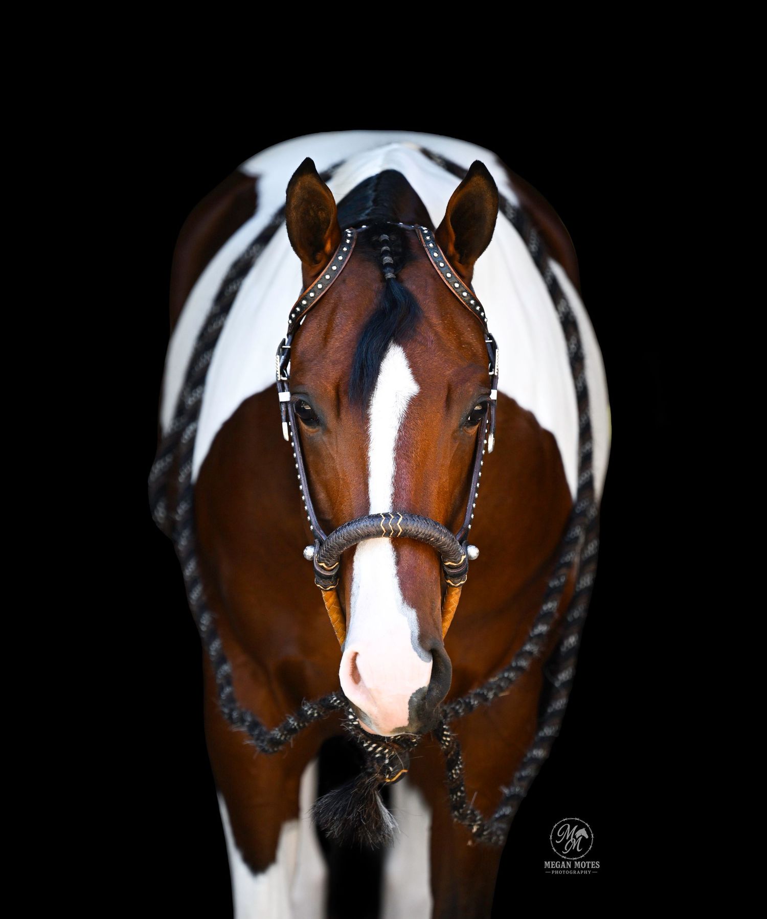 Stunning pinto horse with braided bridle and beaded decorations photographed against a black background.