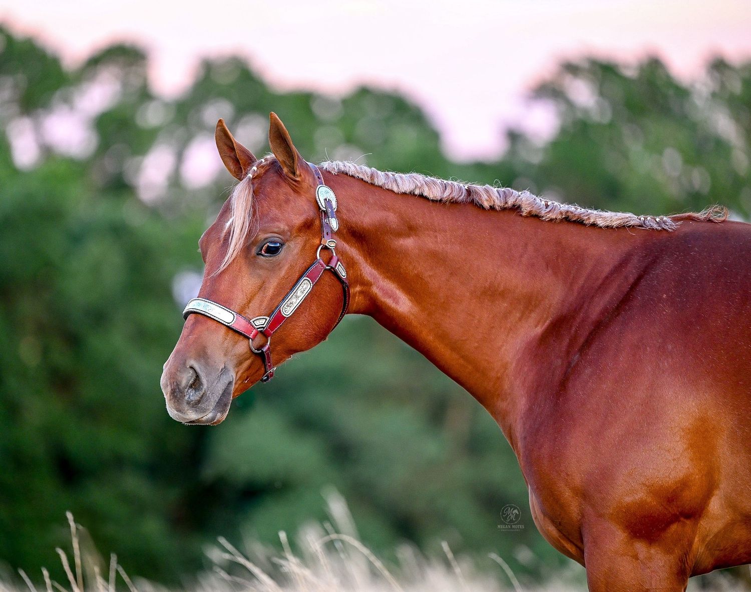 Close-up portrait of a chestnut horse wearing a red halter against a blurred background.