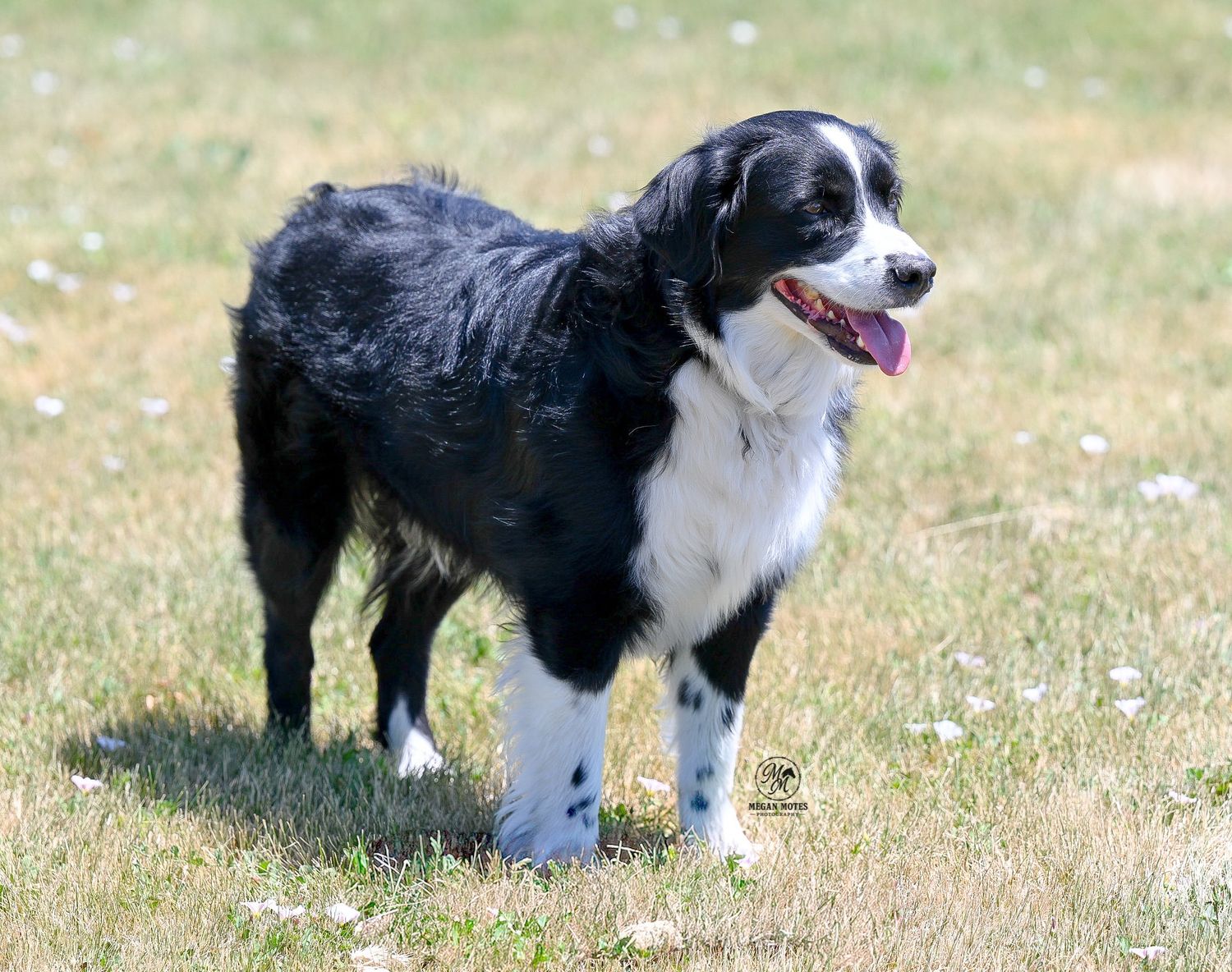 Black and white Border Collie stands alert in a grassy field.