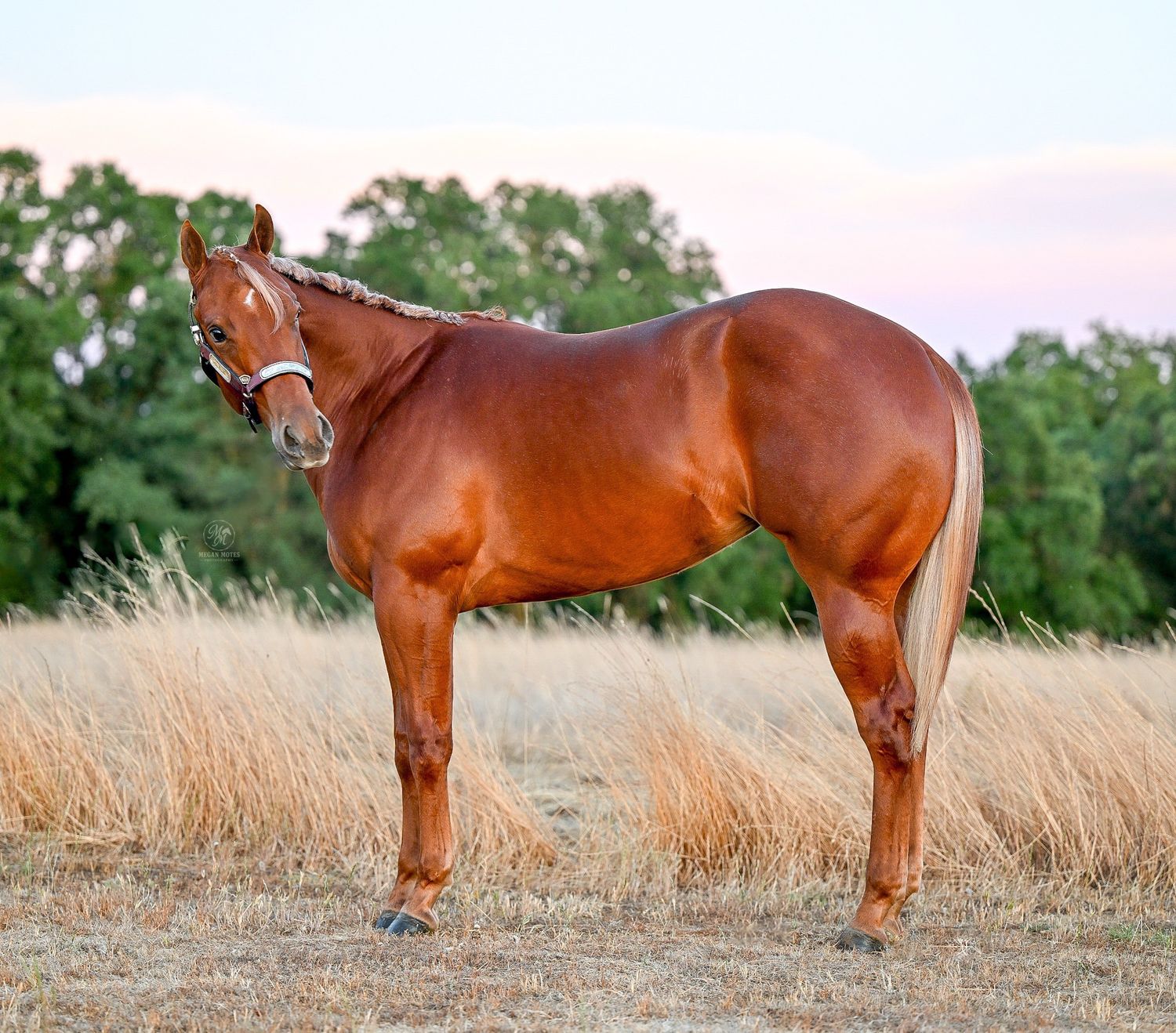 A shiny chestnut horse stands in a golden field with green trees and a pastel sunset sky in the background.
