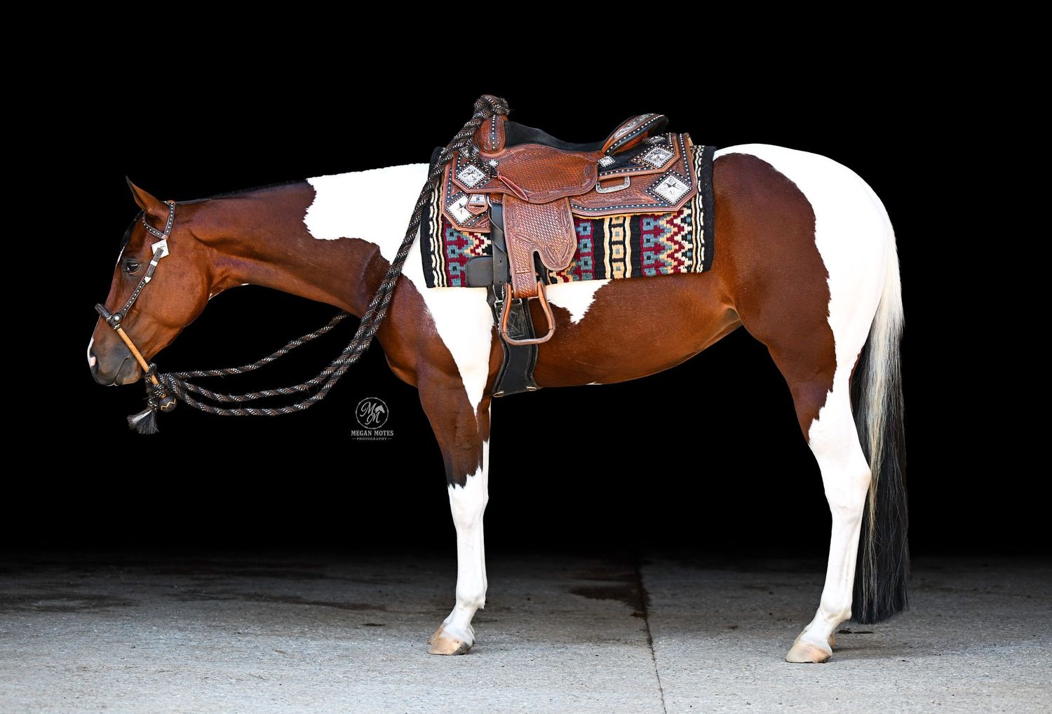 Brown and white paint horse wearing decorative Western saddle and bridle, standing against black background.