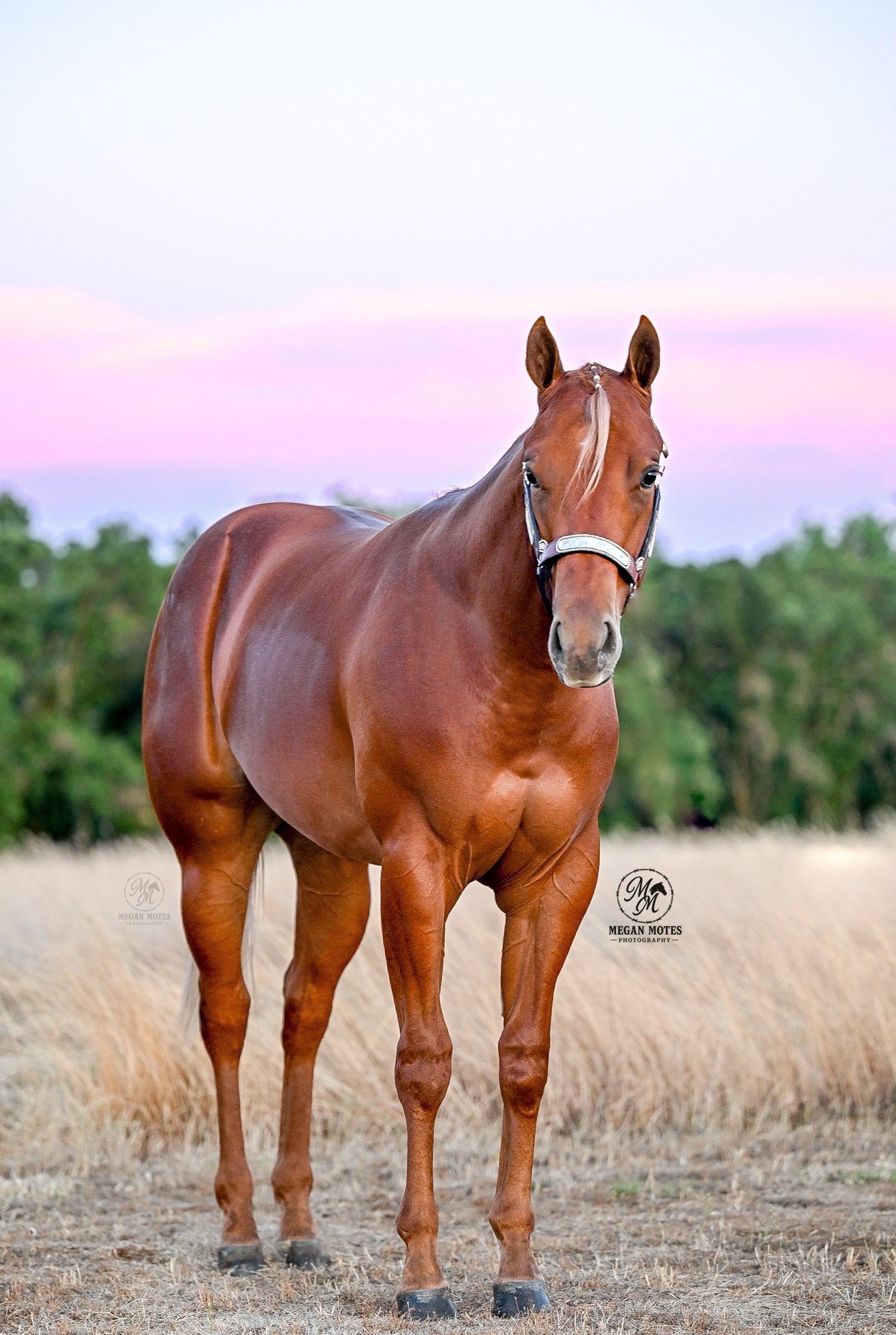 A chestnut horse stands elegantly in a field during sunset with a pink sky backdrop.