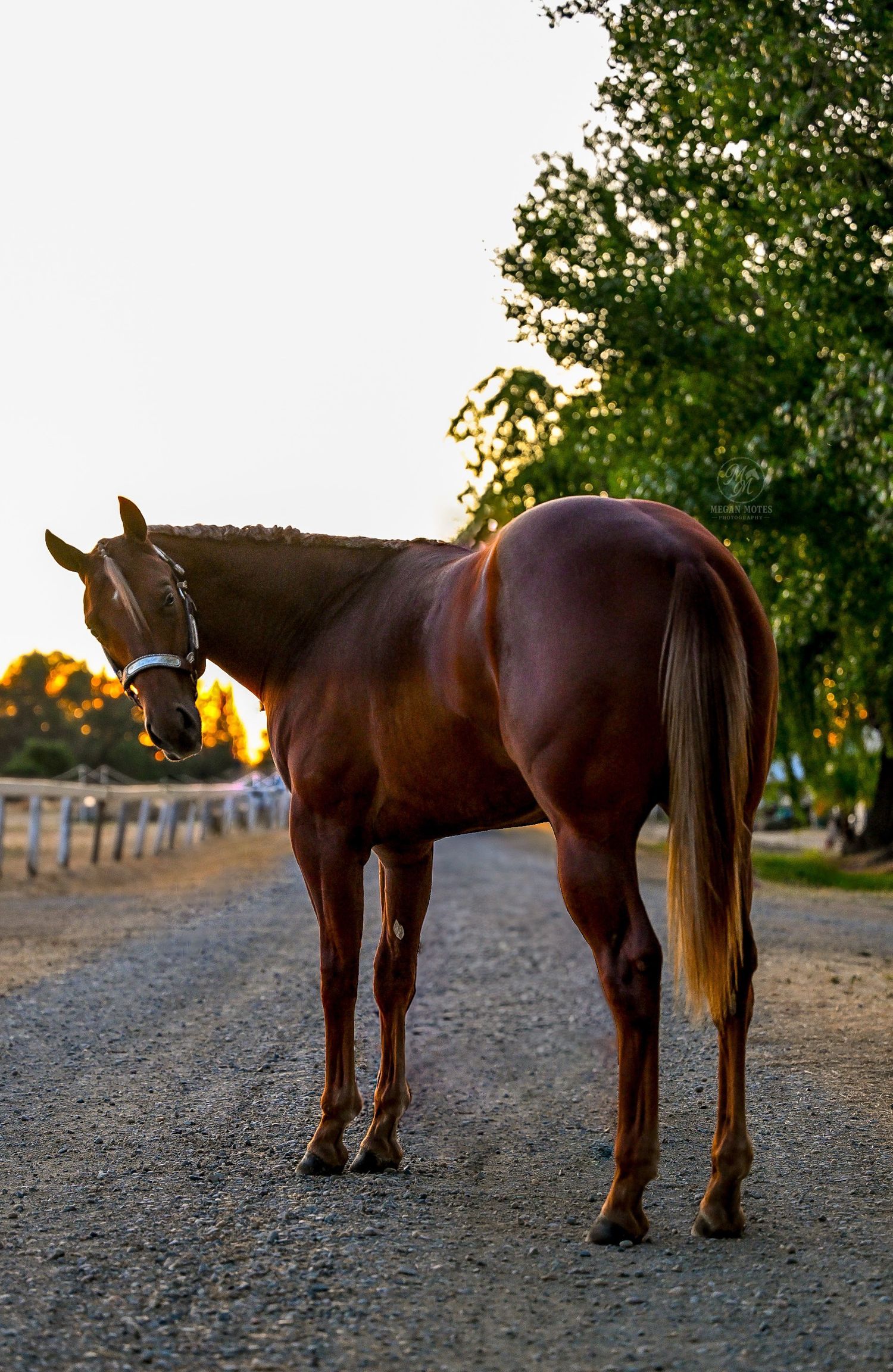 A majestic brown horse stands on a dirt path at sunset with trees in the background.
