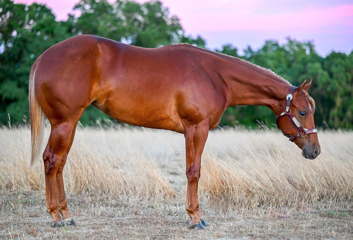 A chestnut horse grazes in tall grass during golden hour.