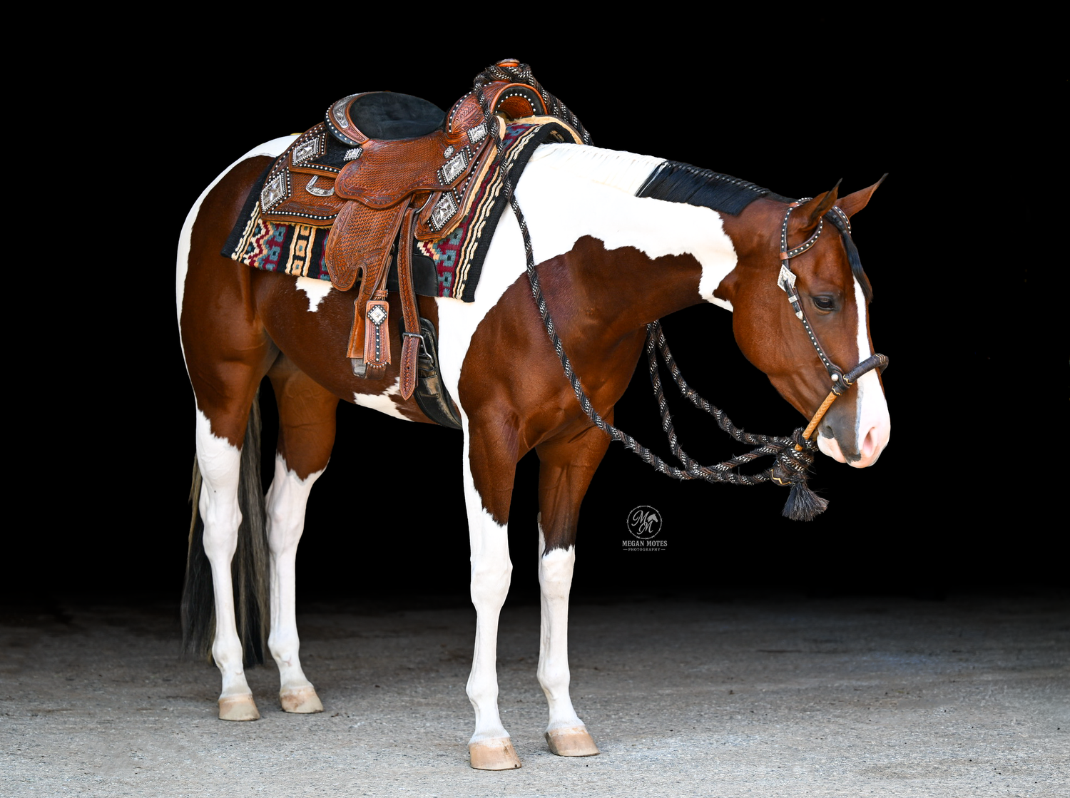 A brown and white paint horse with a decorative Western saddle stands posed against a black background.