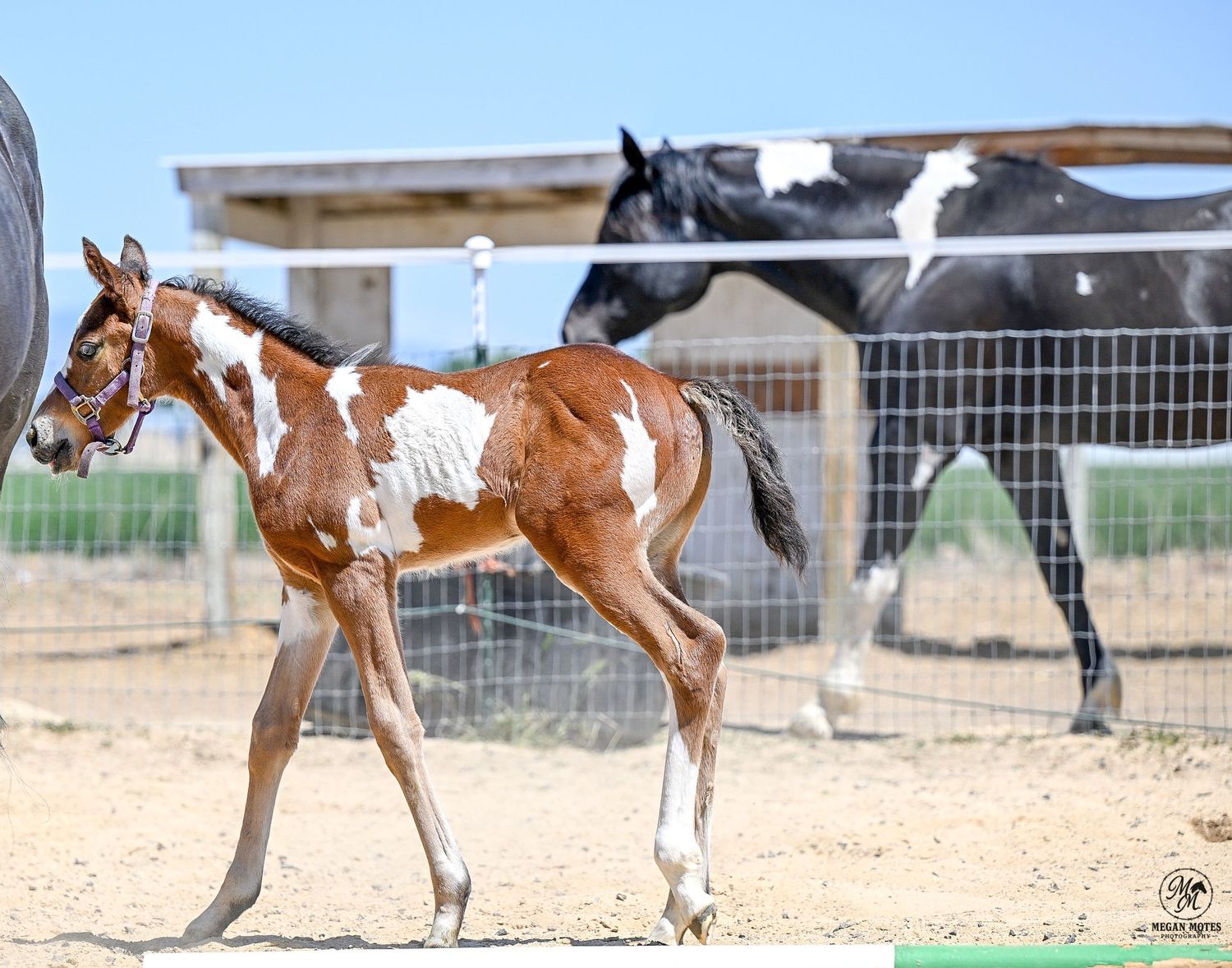 Paint foal with brown and white patches walking in an outdoor paddock.