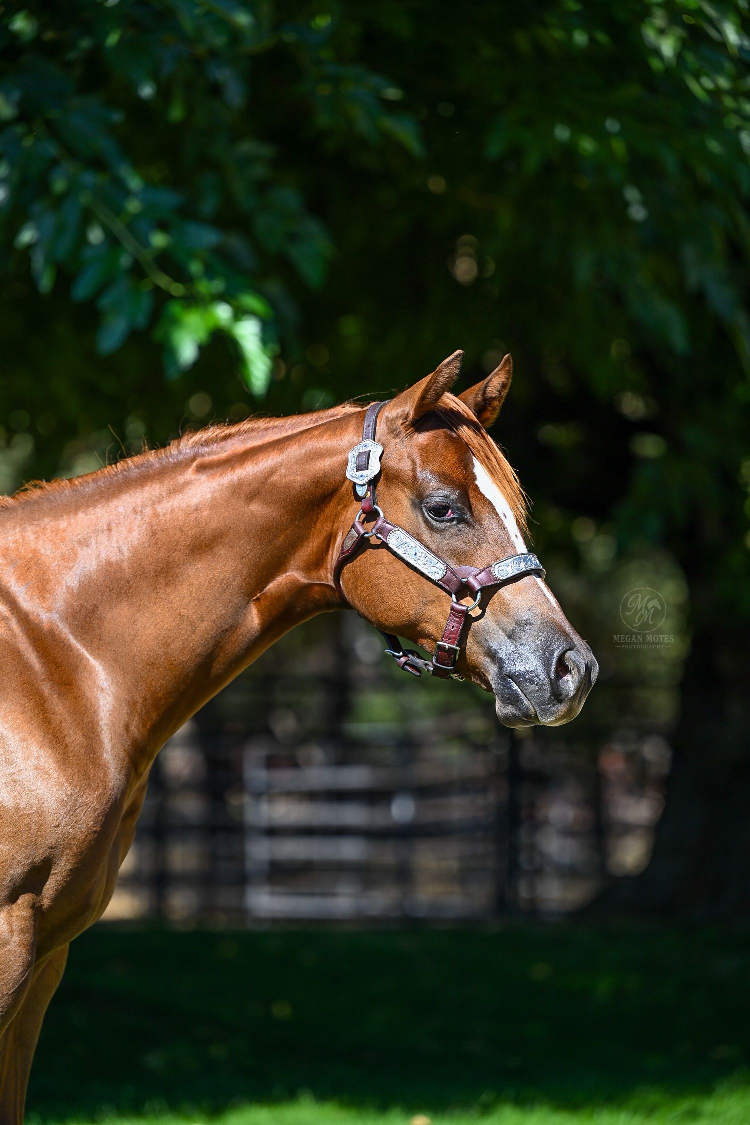Four profile shots of a chestnut colored horse wearing a bridle against a green garden background.