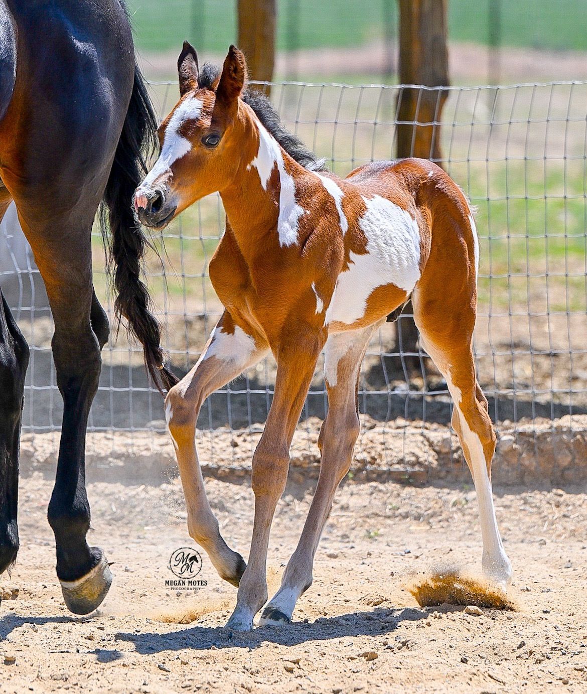 A black and brown paint horse foal walking beside its mother in a sandy outdoor enclosure.