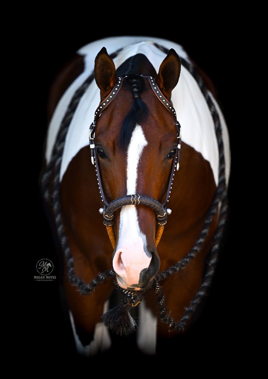 Bay and white paint horse wearing decorative braided halter, photographed against black background.