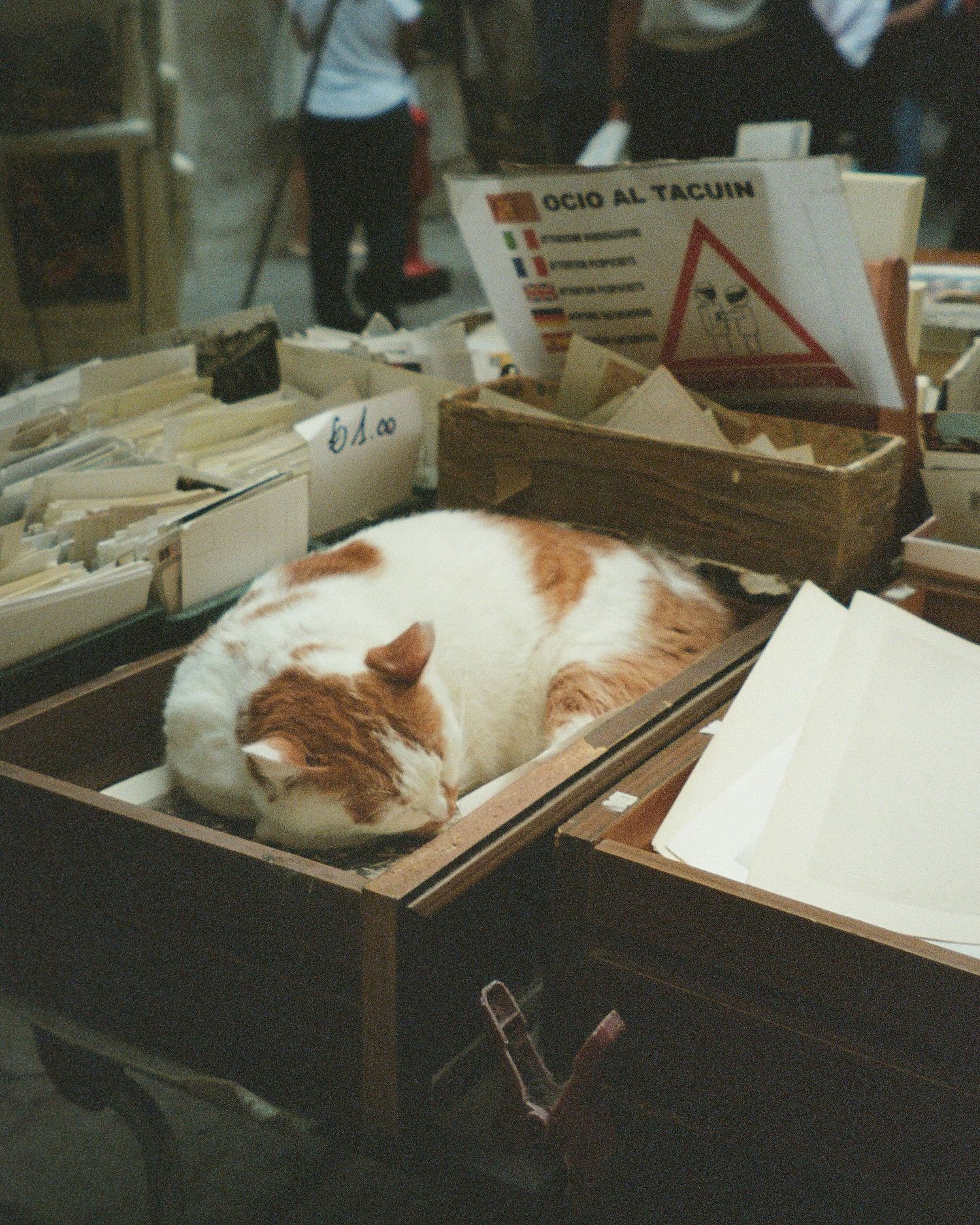 Film photograph of a white and orange cat sleeping peacefully on table of books at a bookstore in Venice, Italy