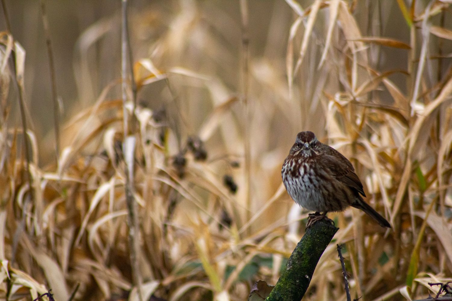 Small bird perched among dried corn stalks in autumn field.