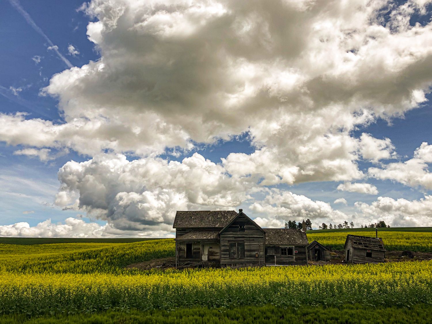 Abandoned wooden farmhouse sits in bright yellow canola field under dramatic cloudy sky.
