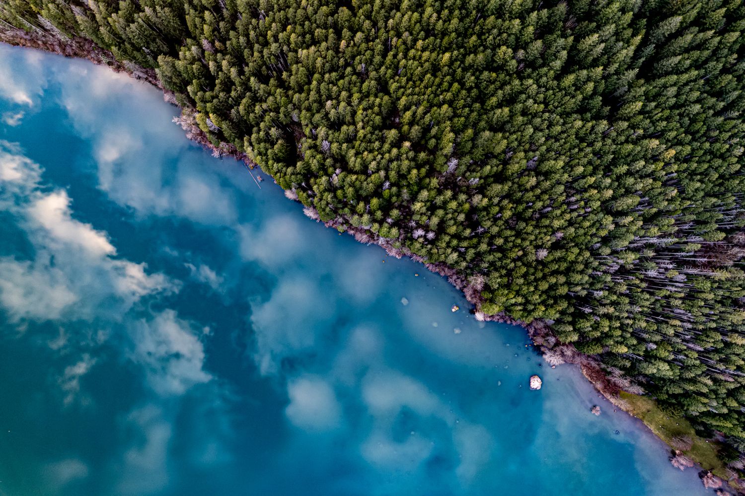 Aerial view of dense forest meeting blue lake waters under bright sky.