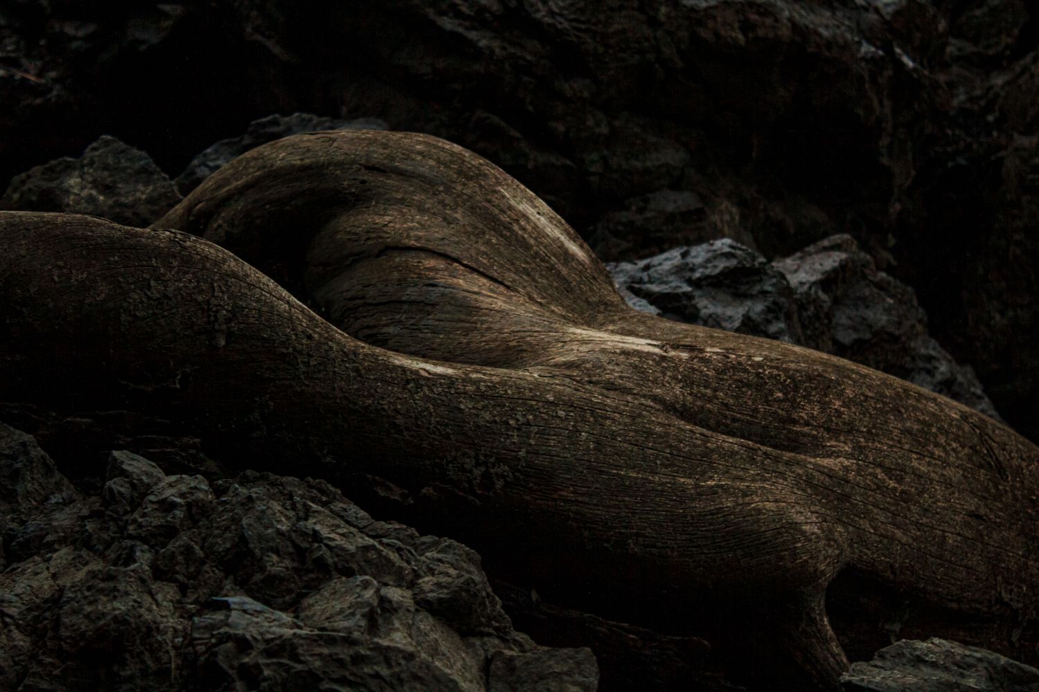 Twisted tree roots and rocks in dramatic low-key lighting create abstract natural patterns.