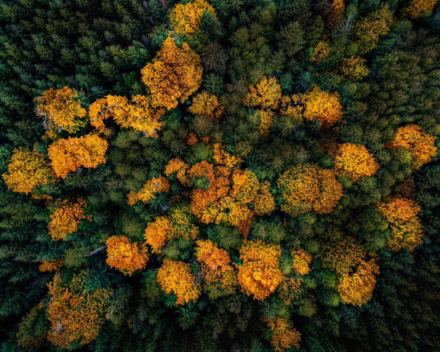 Aerial view of autumn forest with bright golden trees scattered among green foliage.