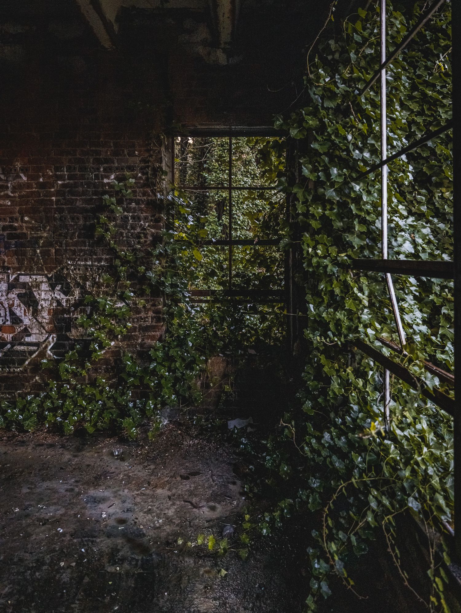 Ivy covered brick wall in an abandoned urban setting.