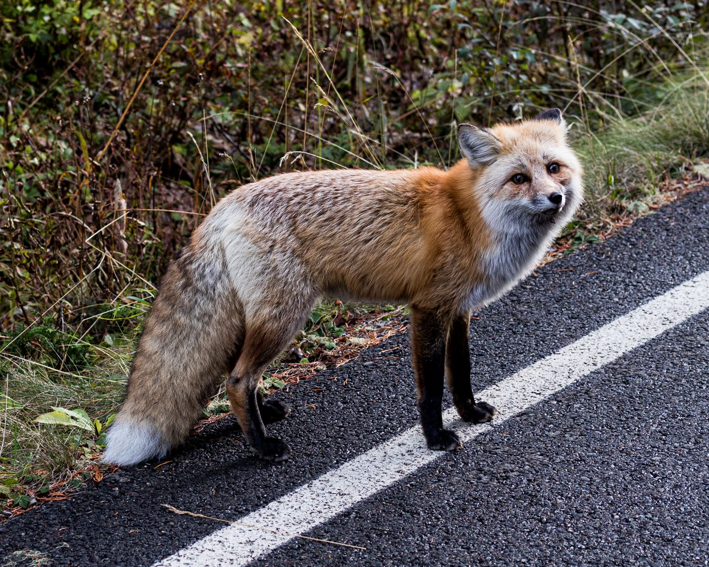 Red fox walking along a dark paved path through green foliage.