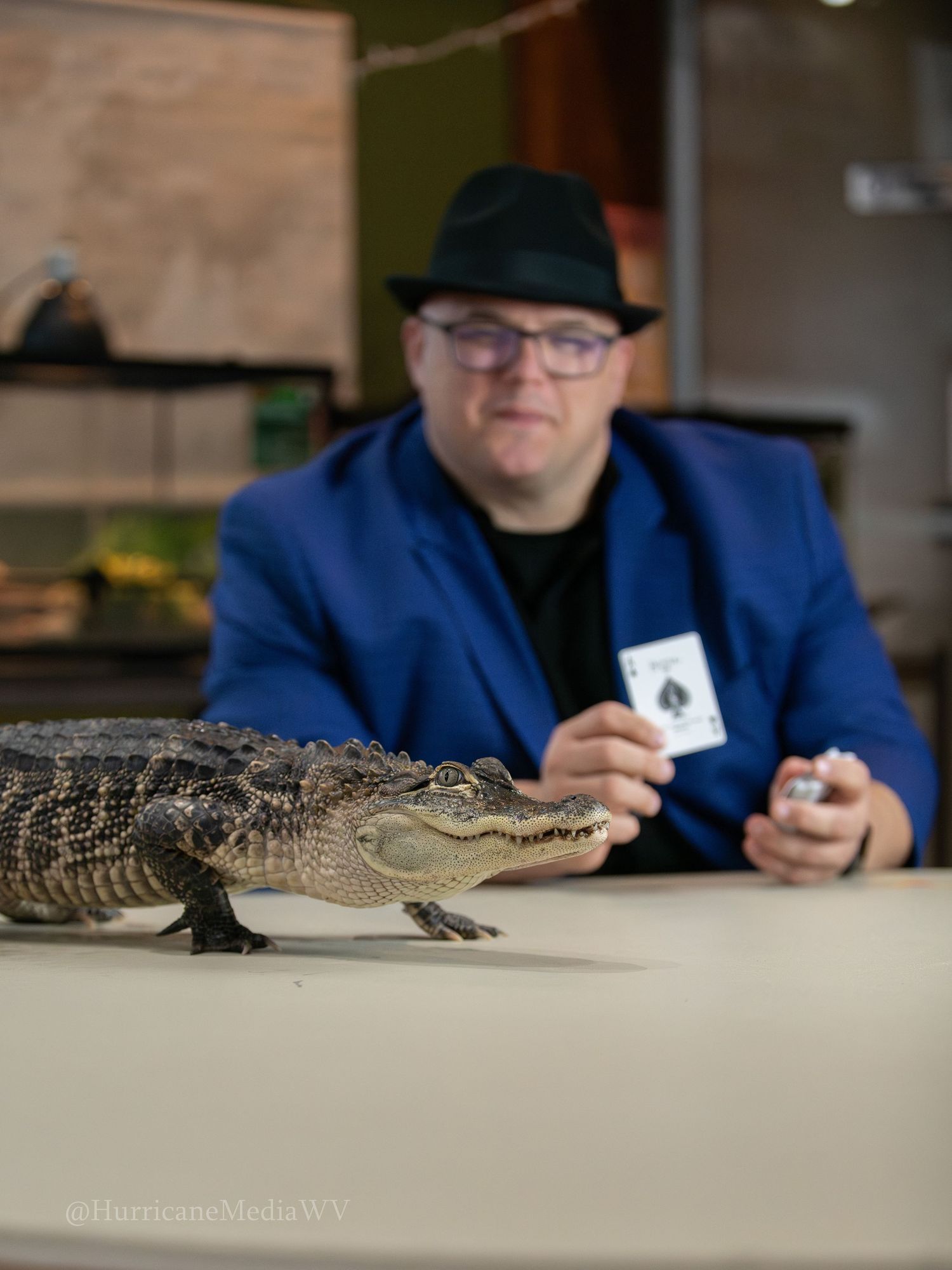 Magician in blue jacket performs card trick next to an alligator on table.