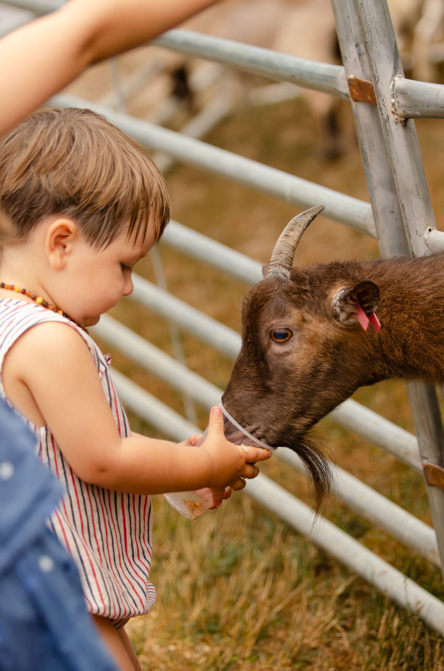 Young child feeding a small brown goat through metal fence bars at a farm.