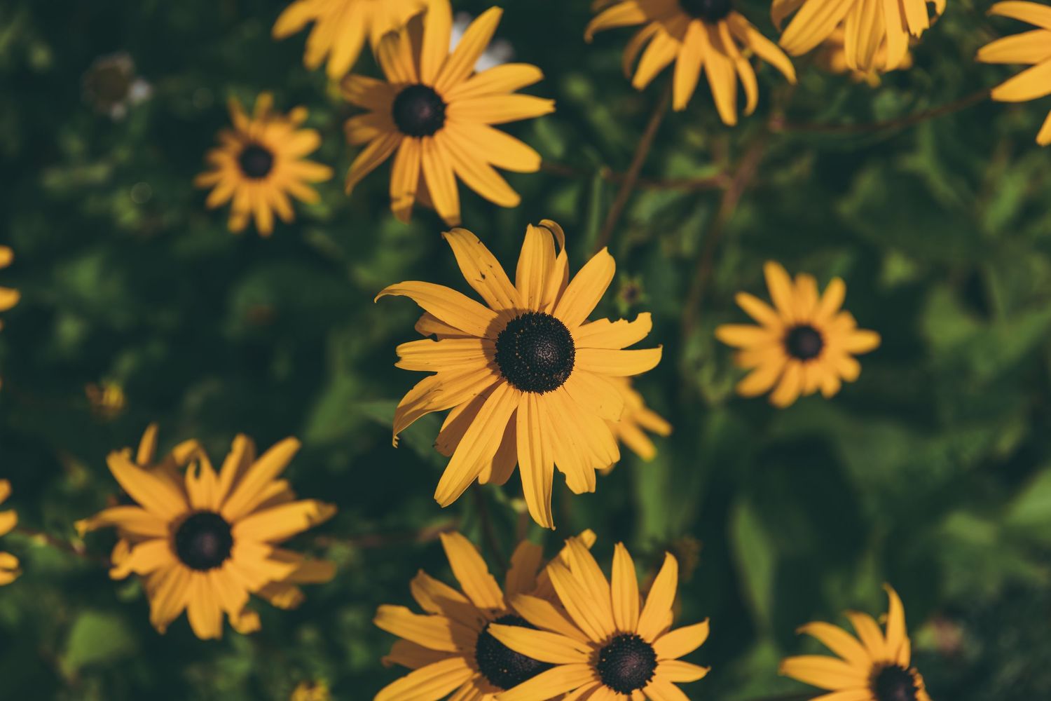 Cheerful black-eyed susan flowers blooming in garden with dark green foliage.