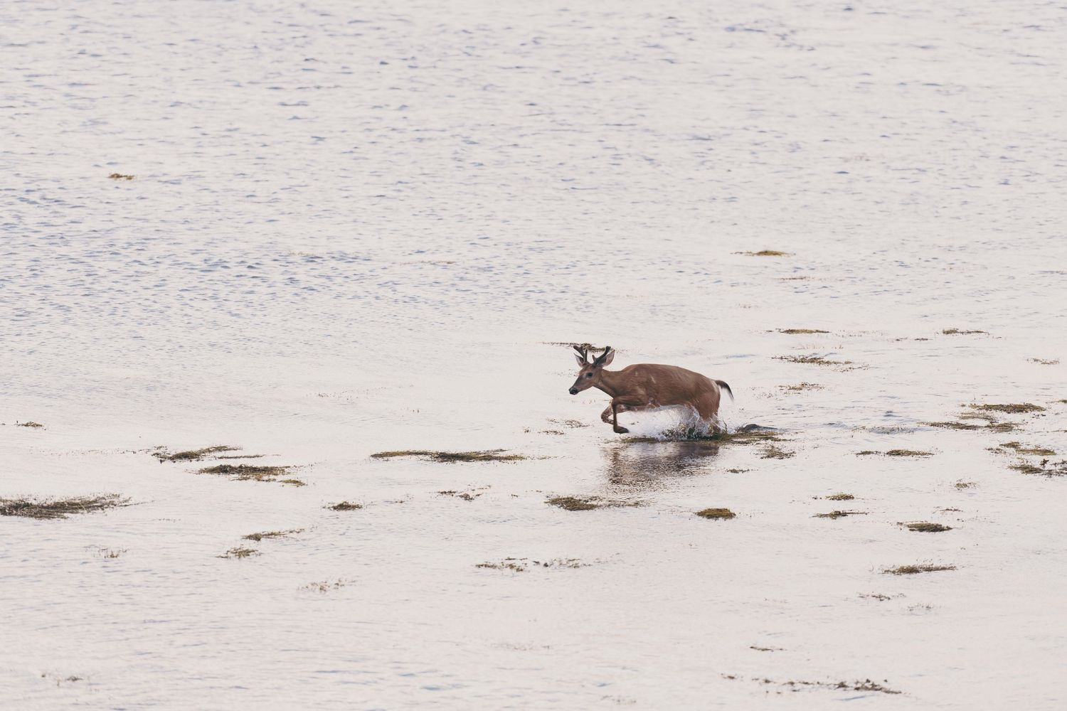 Deer walking across water during a sunrise landscape at Scituate Lighthouse.