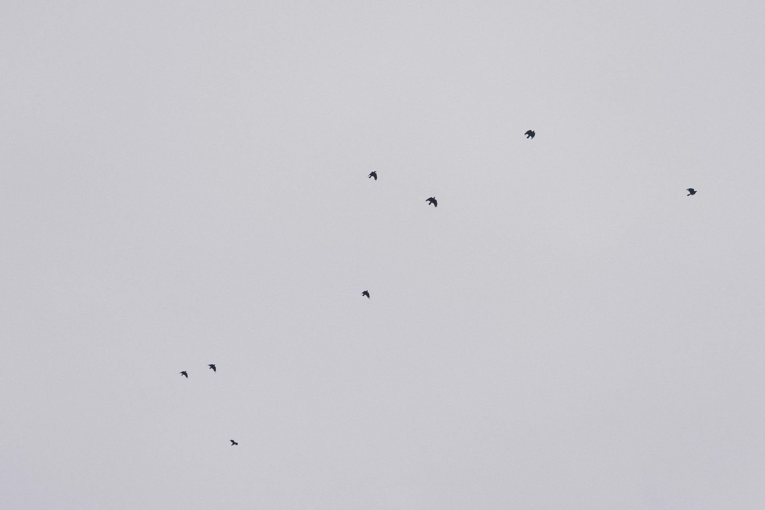 White specks scattered across a light grey background create an abstract minimalist pattern.