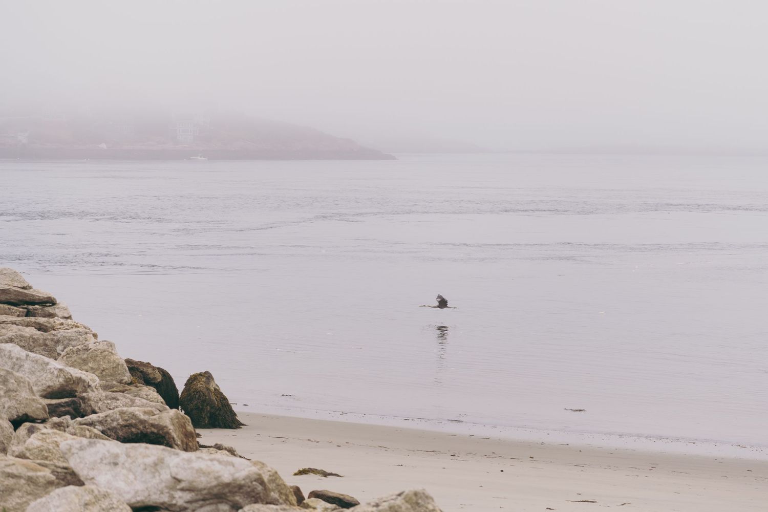 A solitary seagull stands on a foggy beach with rocky boulders in the foreground and misty coastline in the distance.