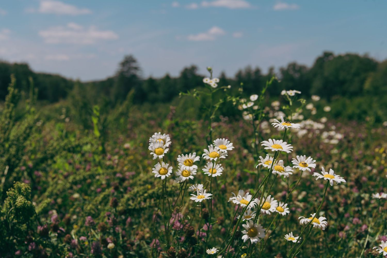 White daisies blooming in a summer meadow against a blue sky with scattered clouds.