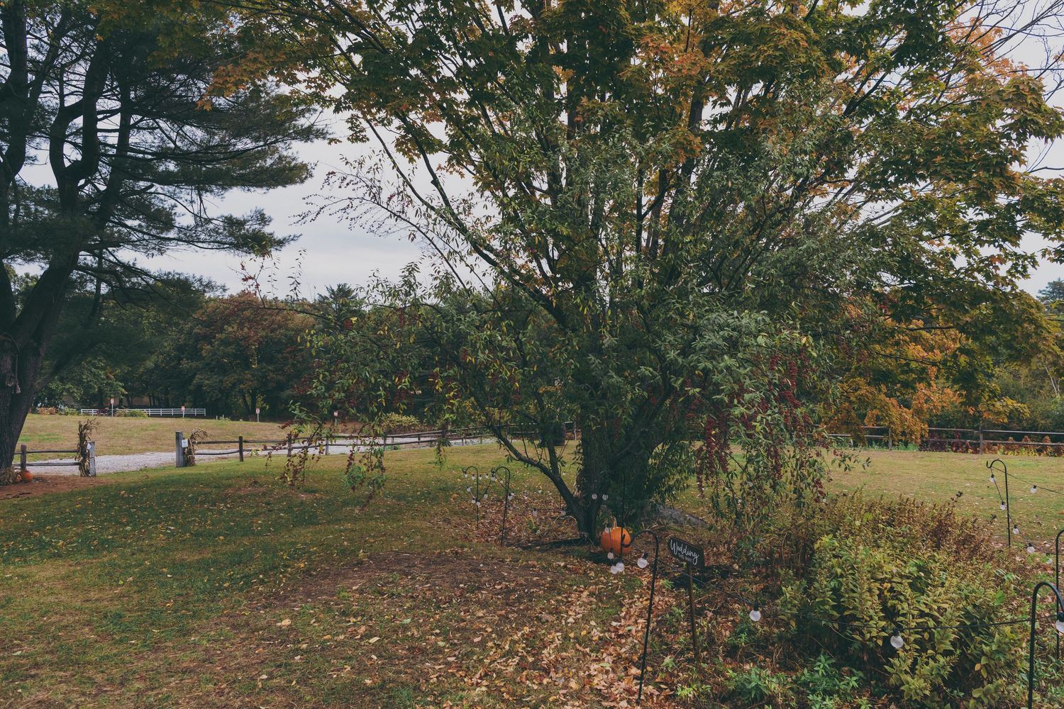 Autumn trees and fallen leaves surround a rustic wooden fence in a serene rural landscape.