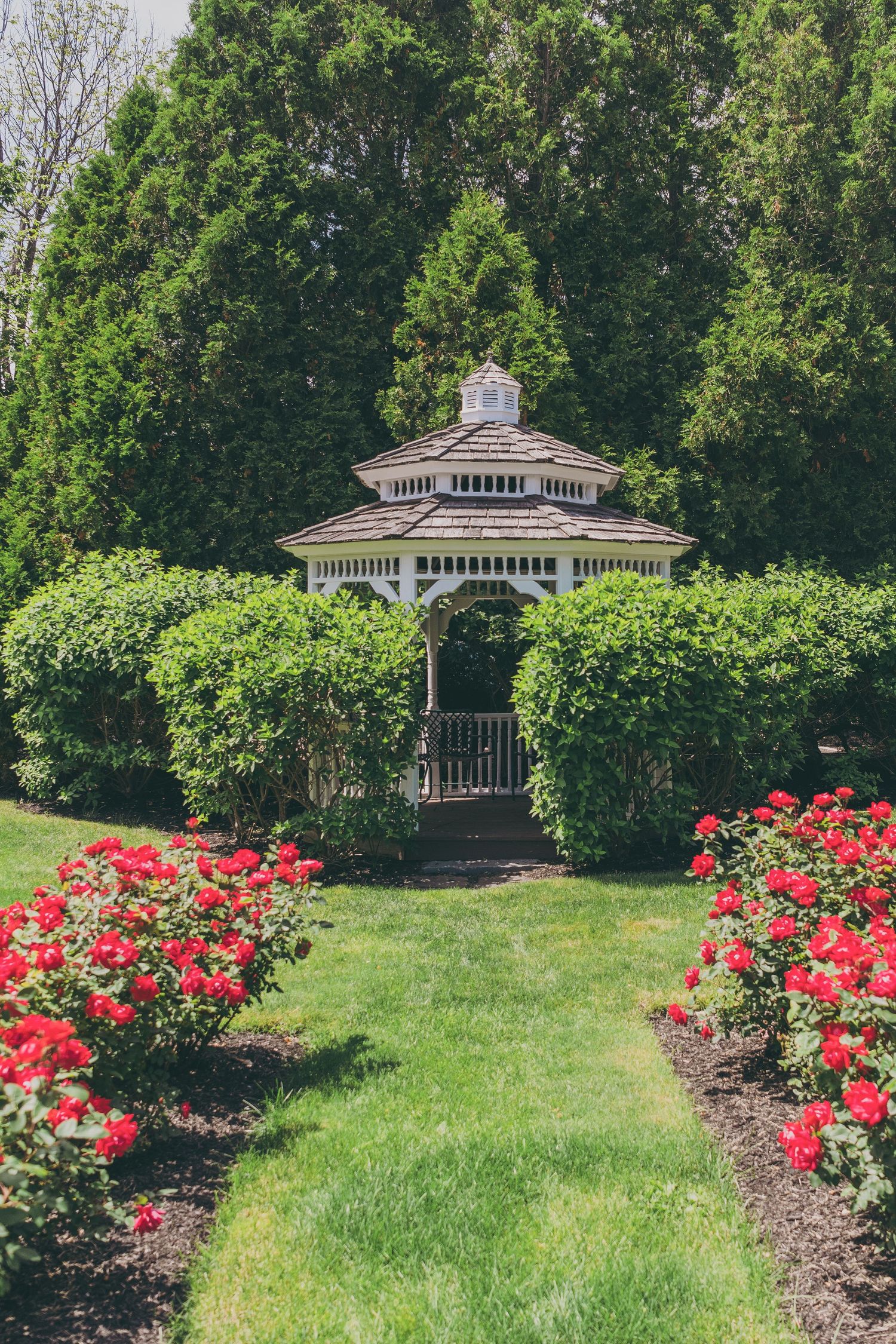White garden gazebo surrounded by green hedges and vibrant red roses along a grass pathway.