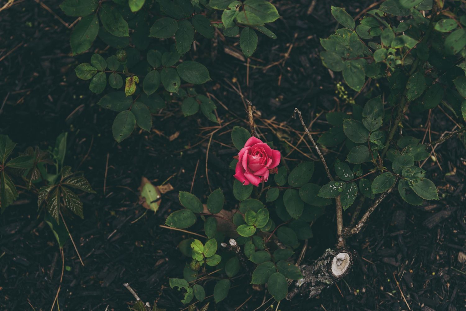 A dazzling array of pink roses blooms vibrantly against lush green foliage in a garden setting.