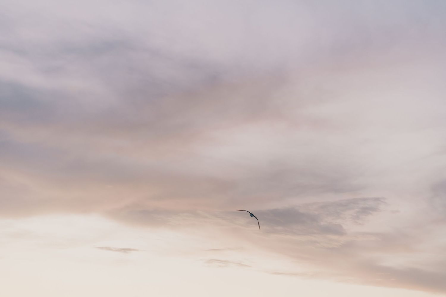 A lone bird soars through a pastel sunset sky with wispy clouds.