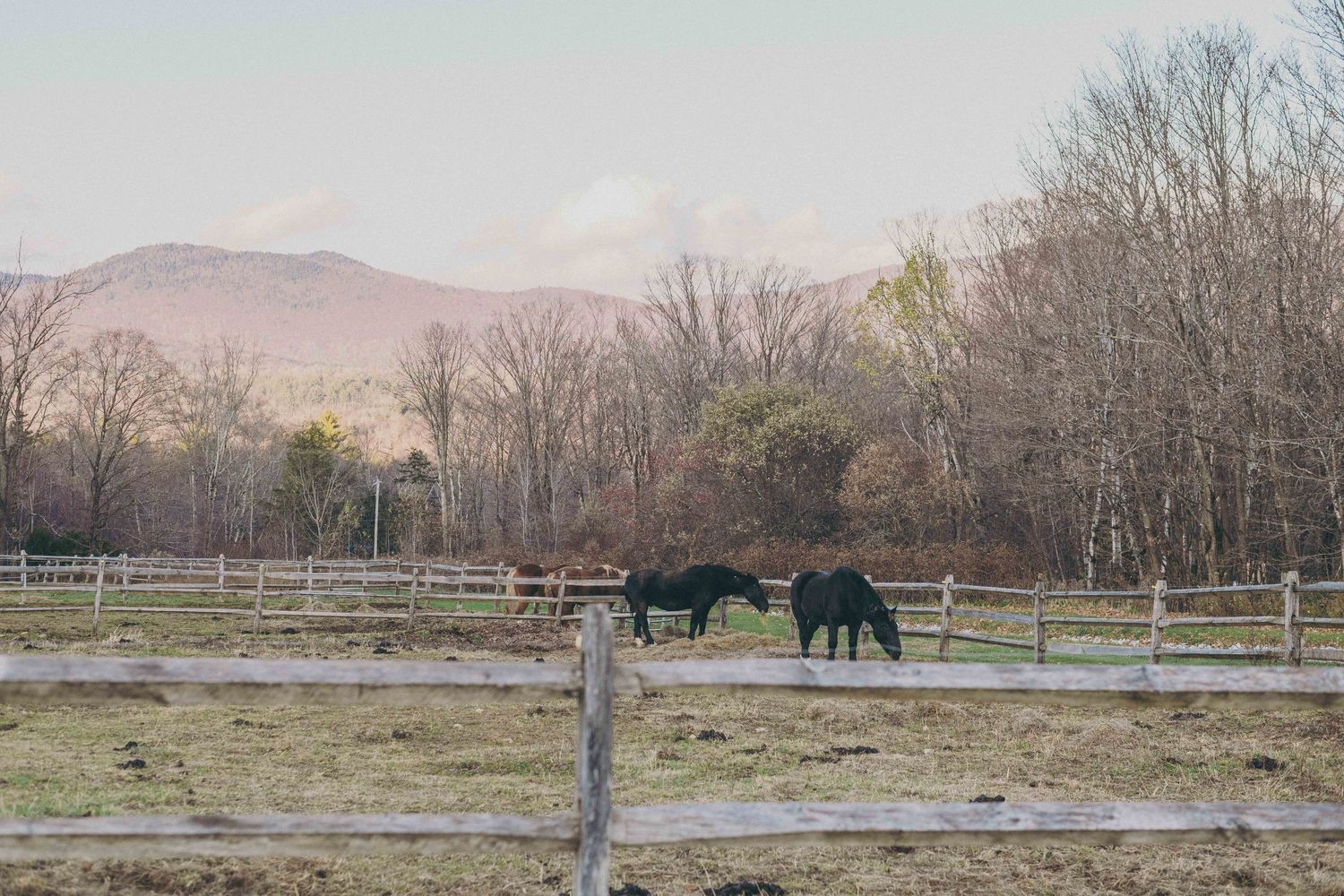 A series of grazing horses in different pastures and paddocks separated by wooden fence posts creates a pastoral landscape.