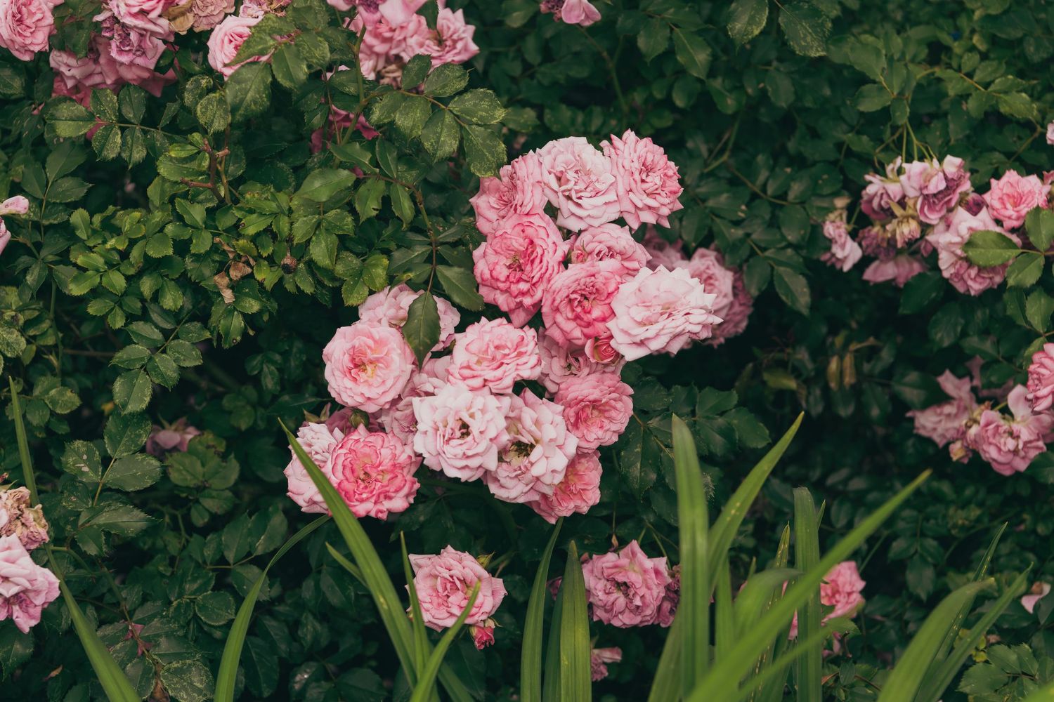 Beautiful pink climbing roses blooming against lush green foliage in a garden setting during spring at the Granite Rose.