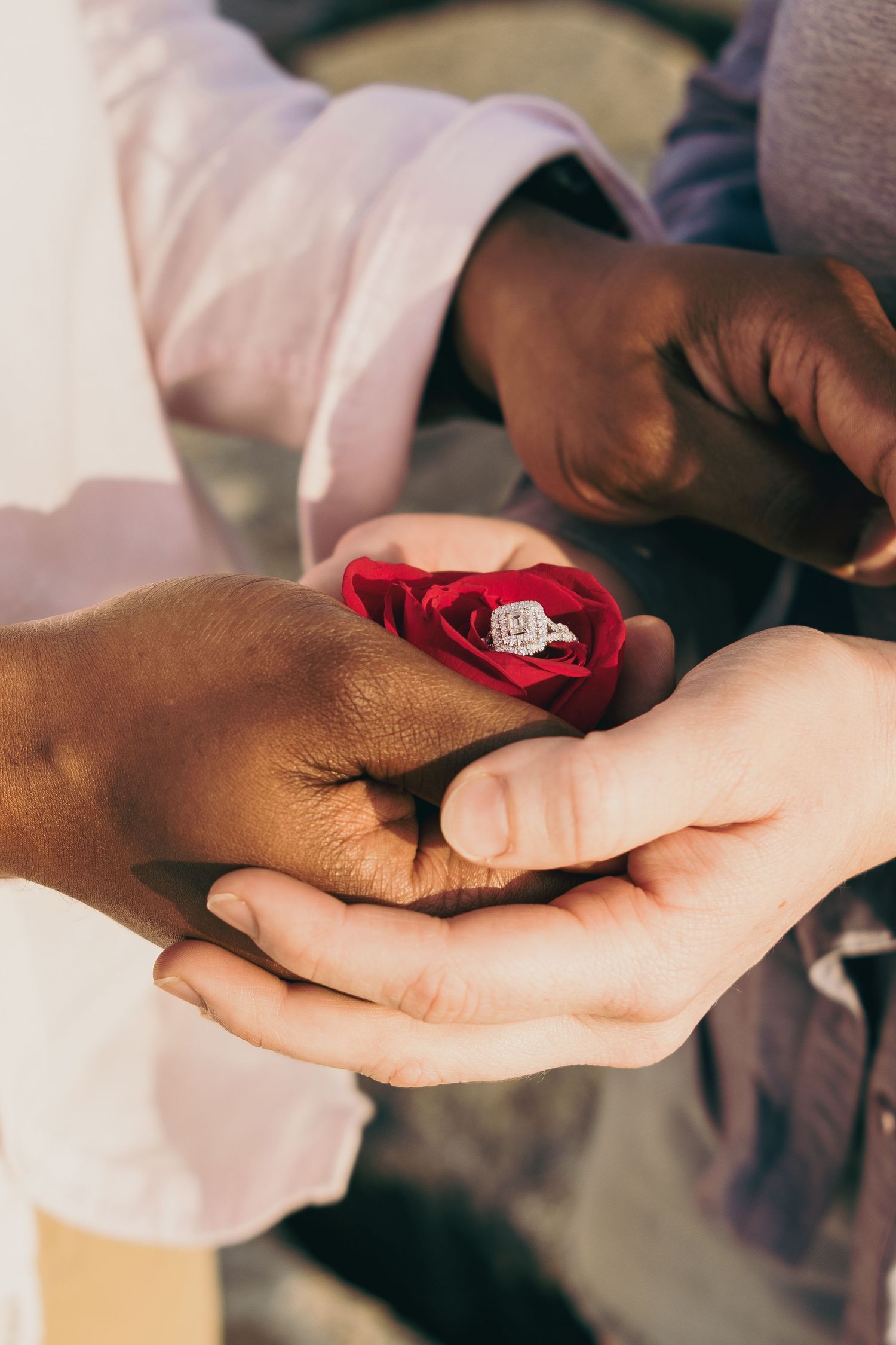 Close-up of hands holding a sparkling diamond engagement ring nestled in a red rose flower.