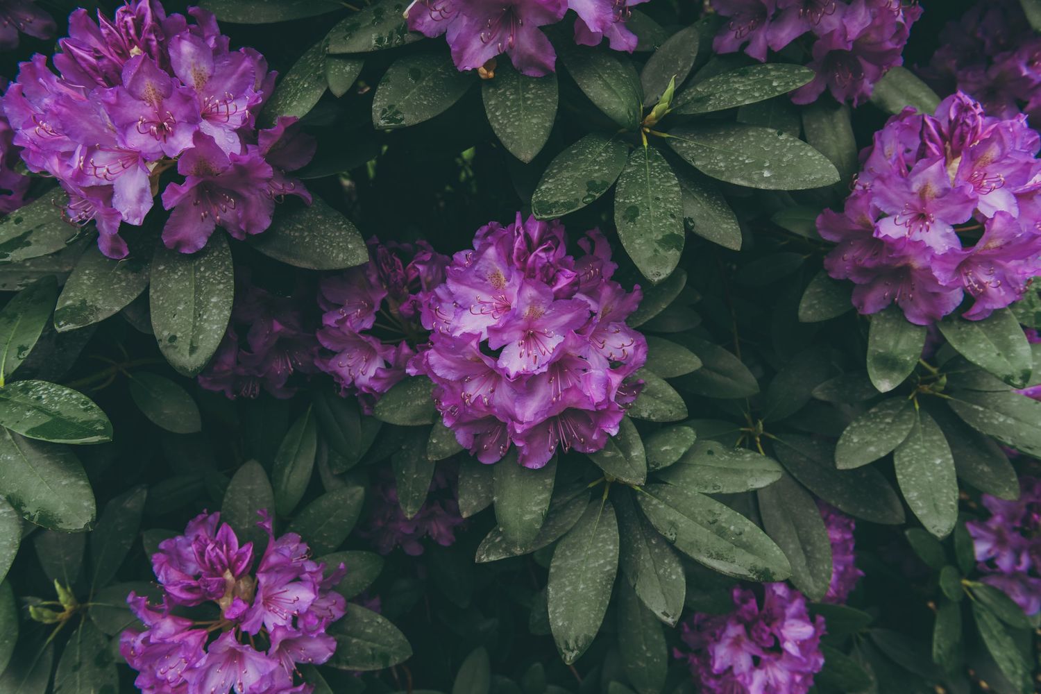 Vibrant purple rhododendron flowers bloom among dark green leaves covered in water droplets after rain.