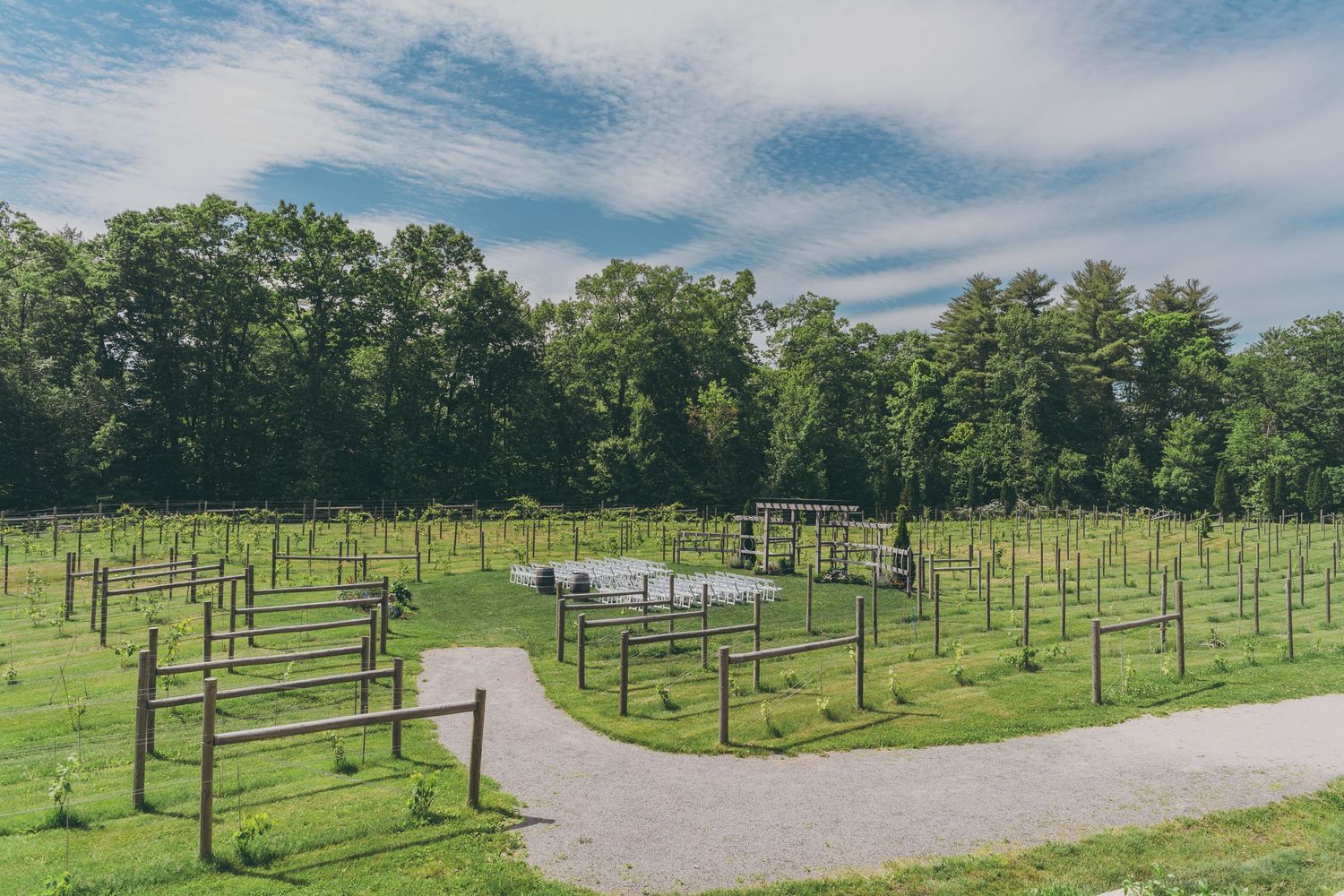 A curved gravel path leads through an orderly vineyard with young grape vines under a blue summer sky.